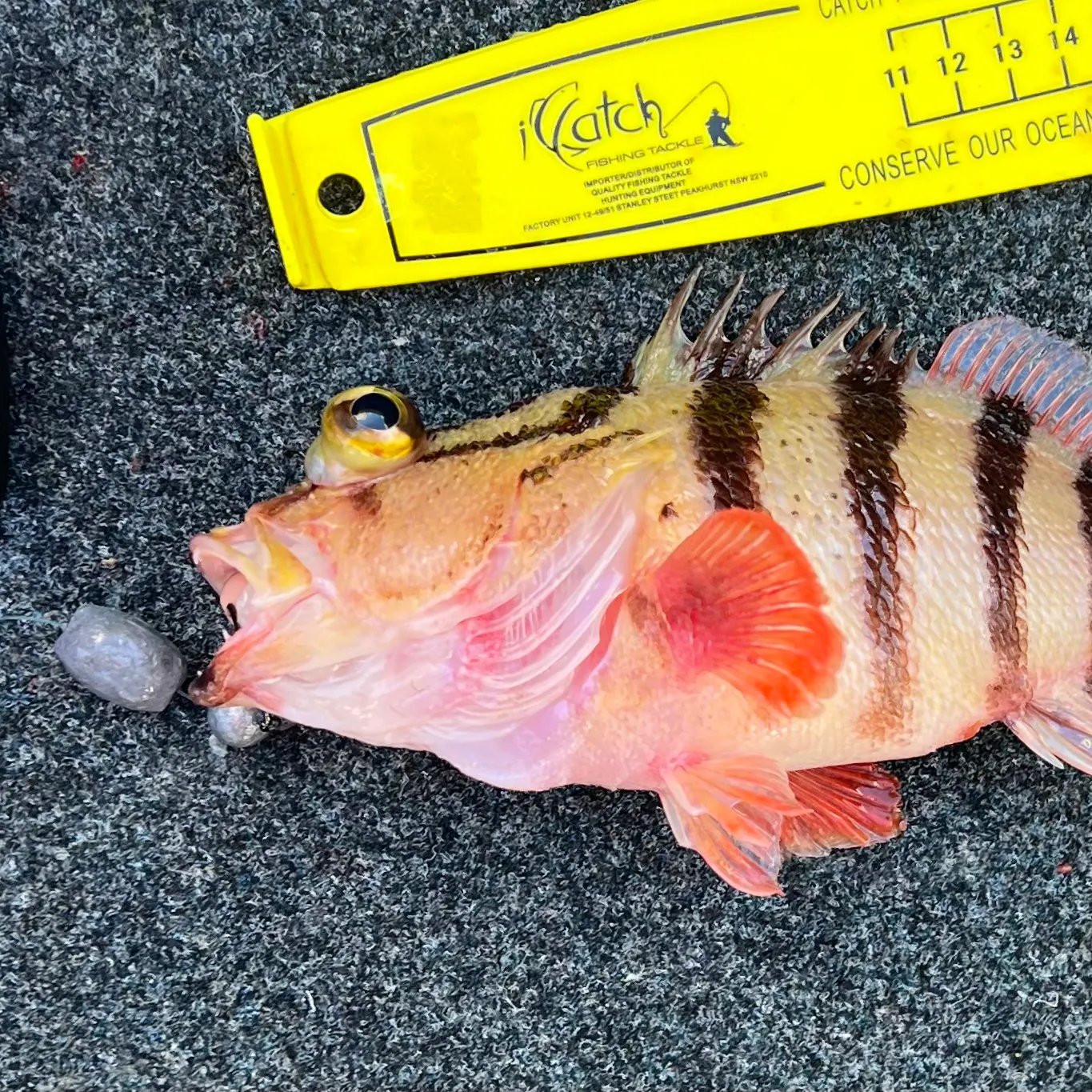 The most recent Blackbanded seaperch catches on Fishbrain