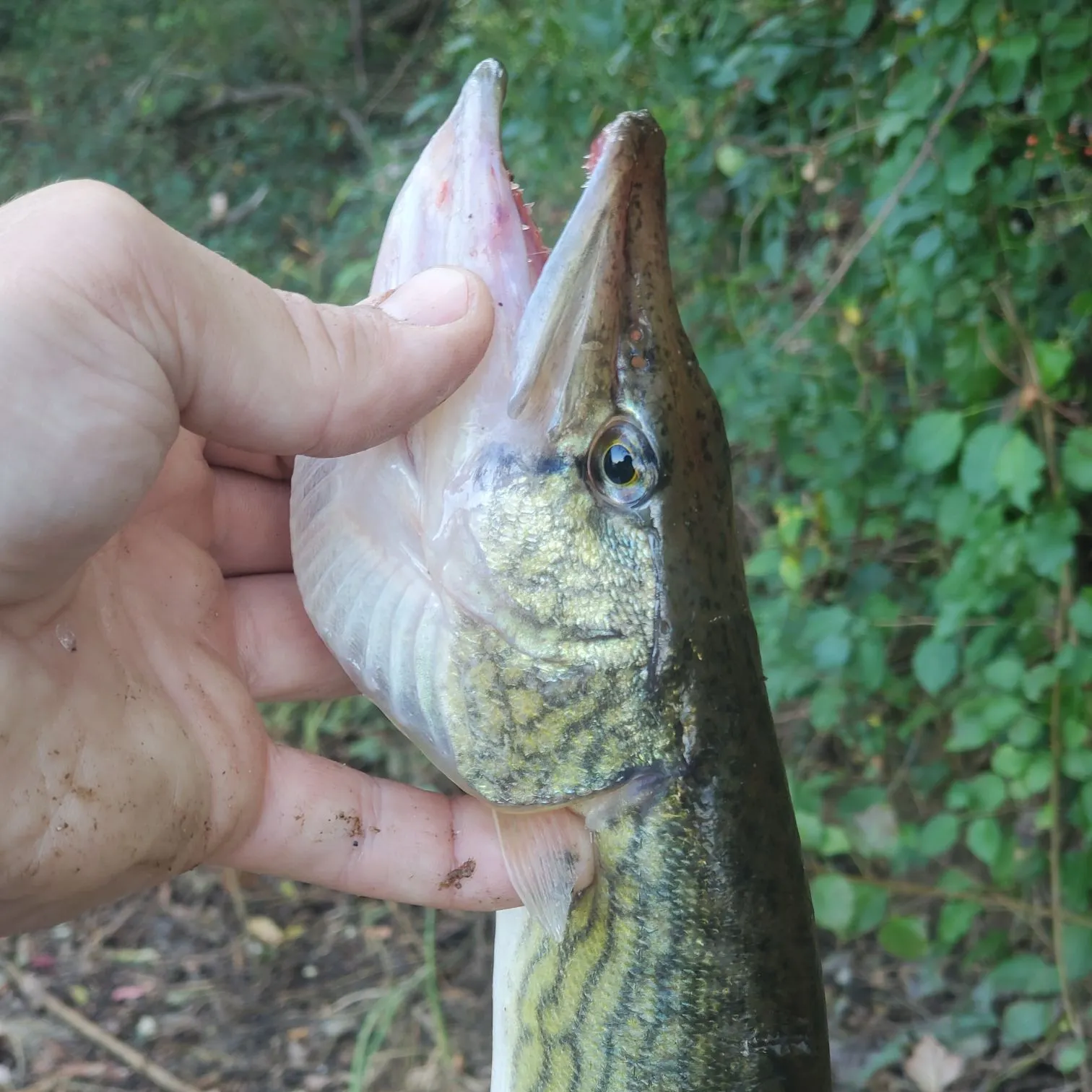 Chain pickerel caught on Fishbrain