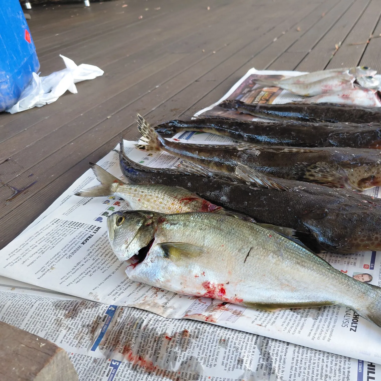 recently logged catches