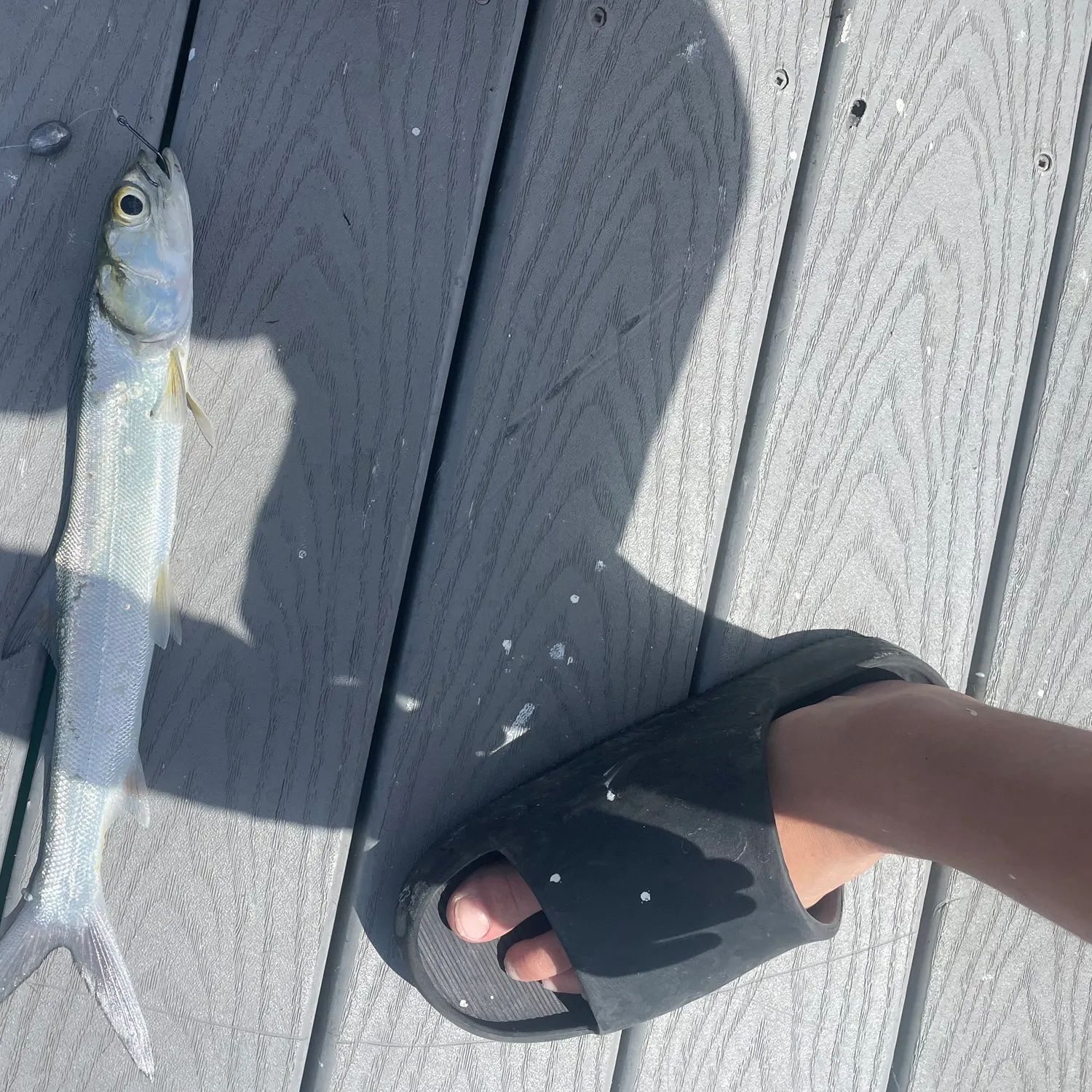 The most recent Ladyfish catches on Fishbrain
