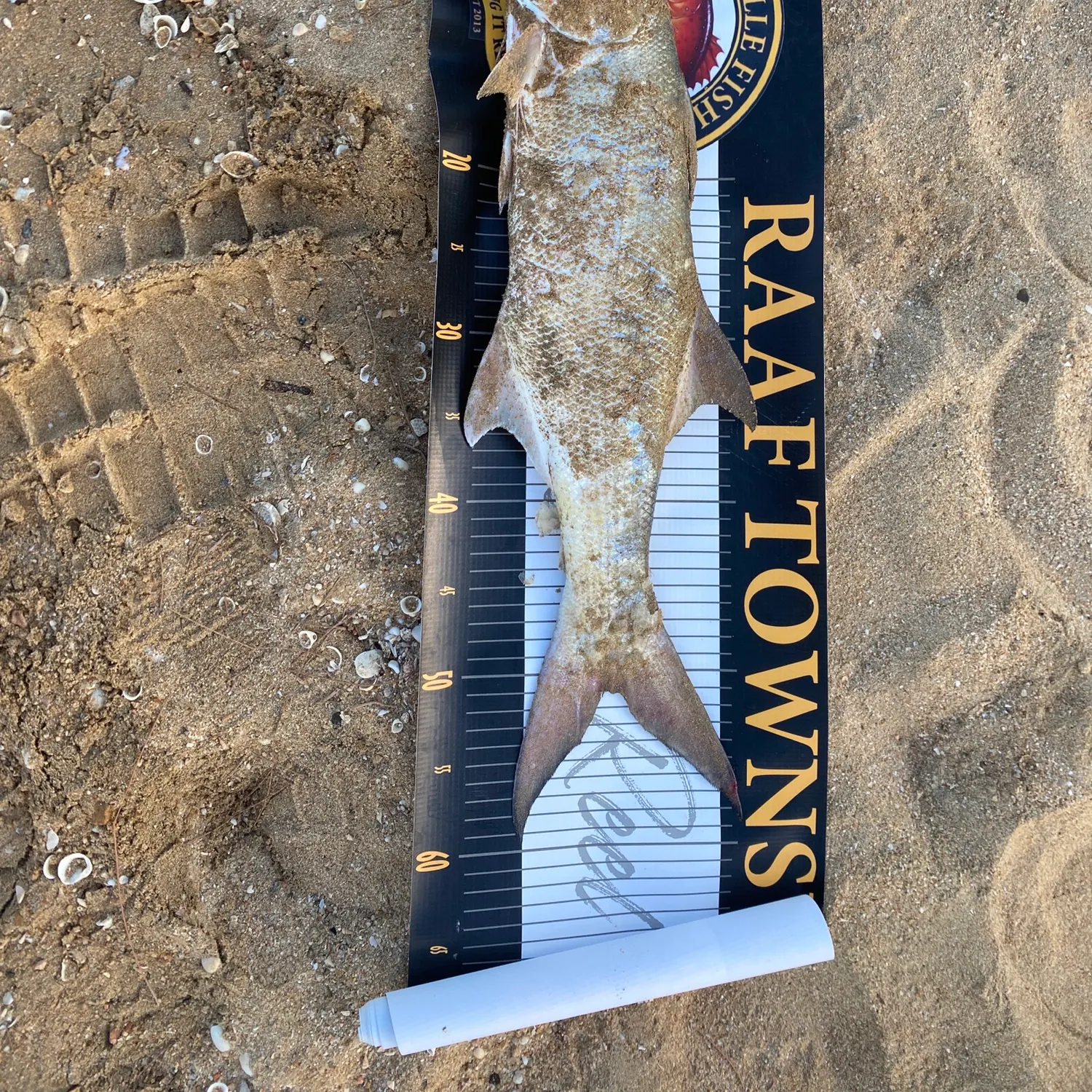 The most recent Fourfinger threadfin catches on Fishbrain