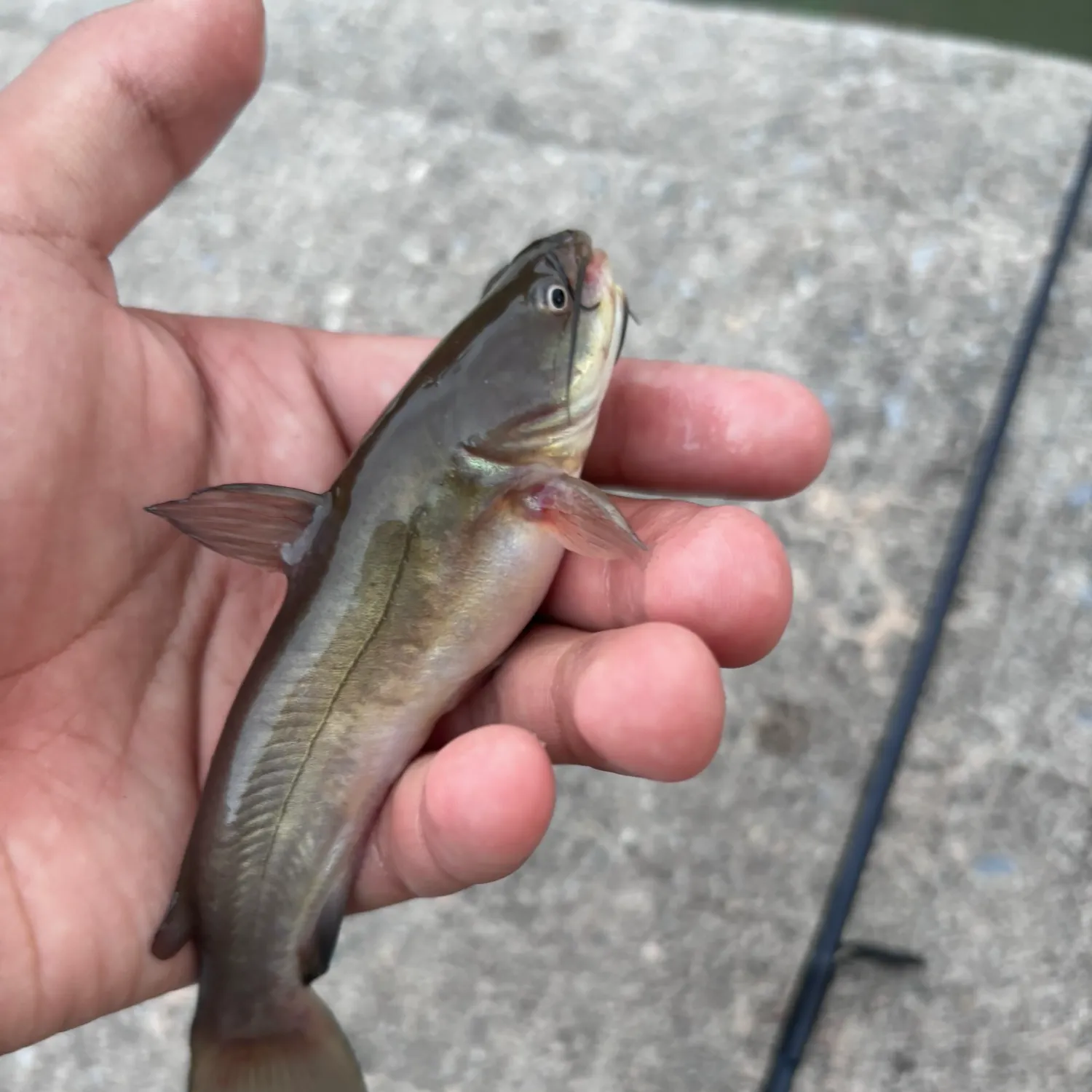 Black bullhead caught on Fishbrain