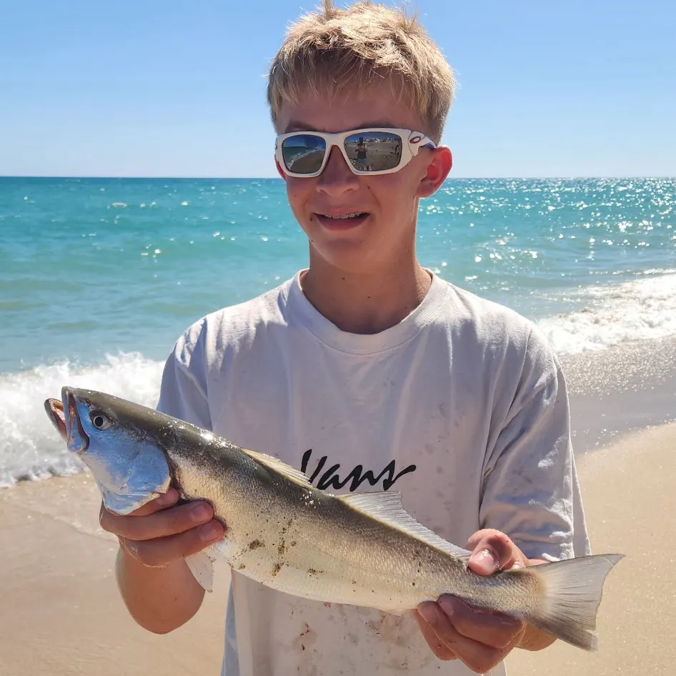 The most recent Stolzmann's weakfish catches on Fishbrain