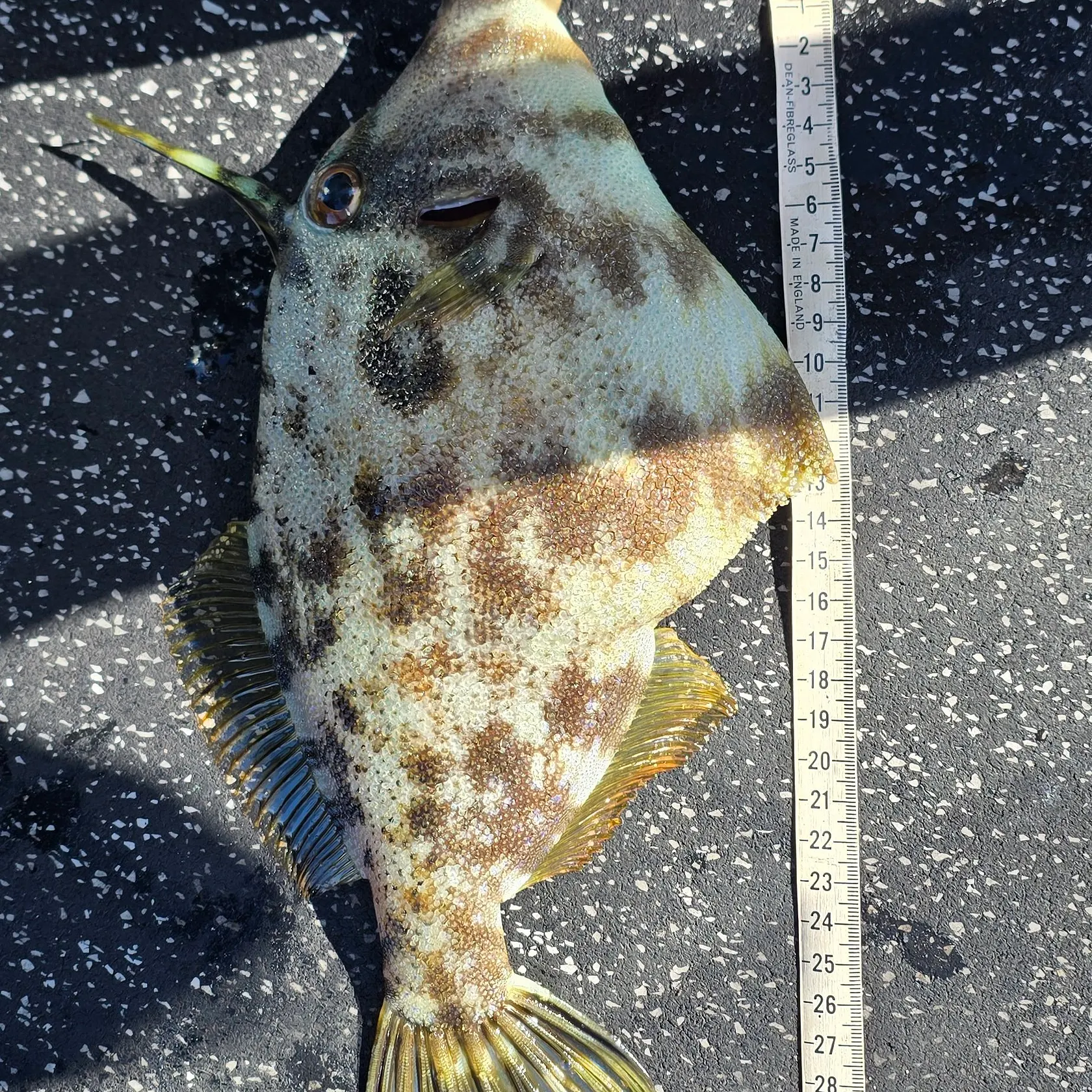 The most recent Rough Leatherjacket catches on Fishbrain