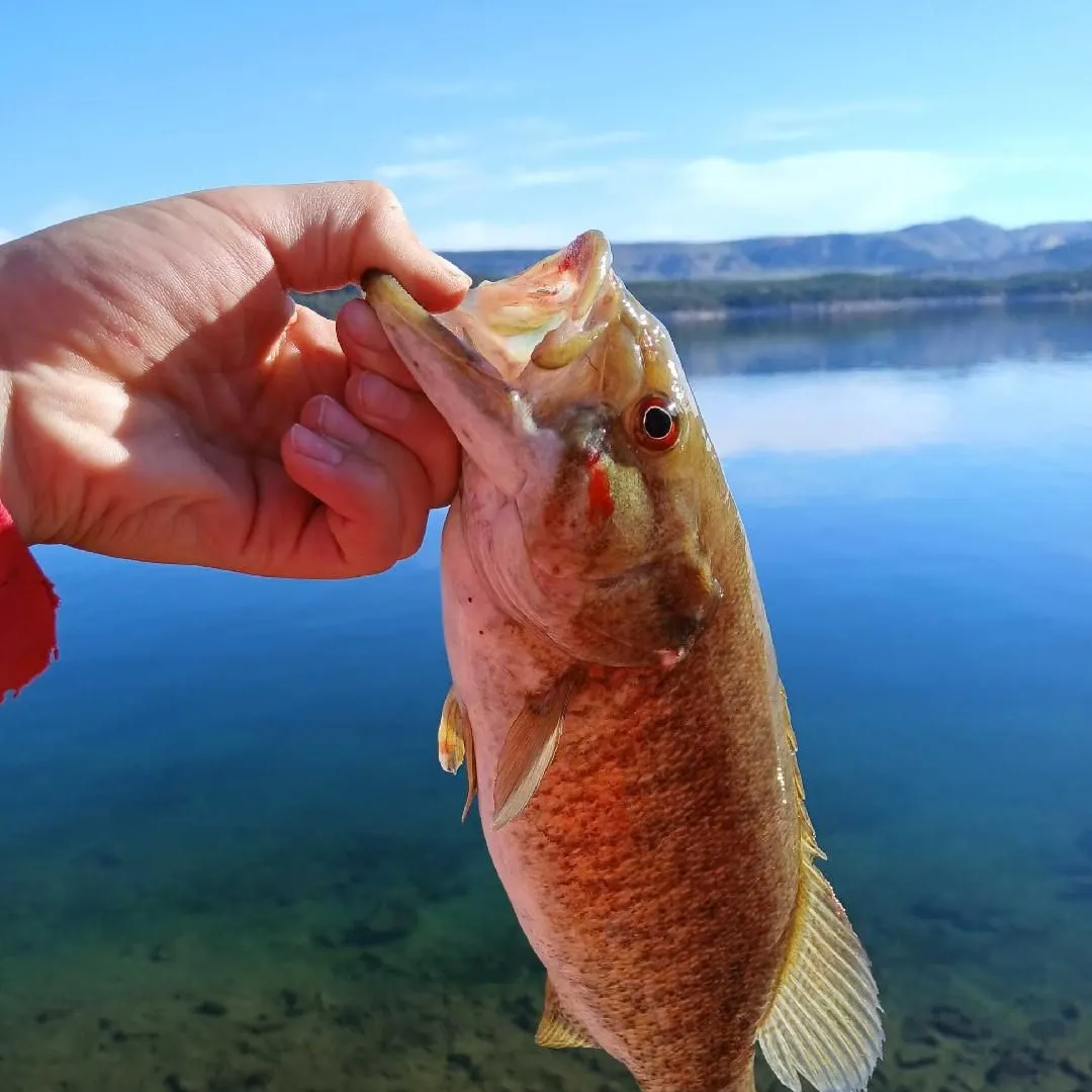 Smallmouth bass caught on Fishbrain