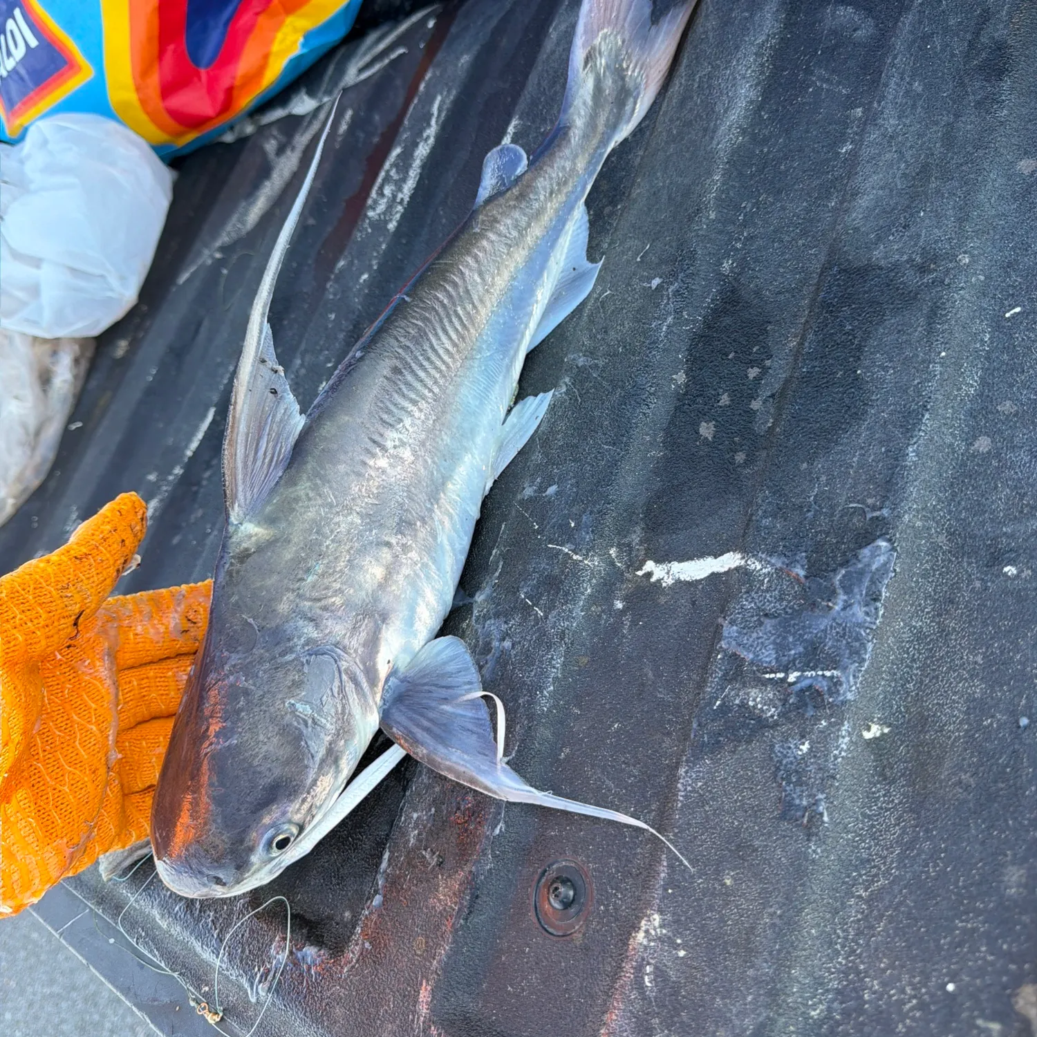 Fish caught on Fishbrain