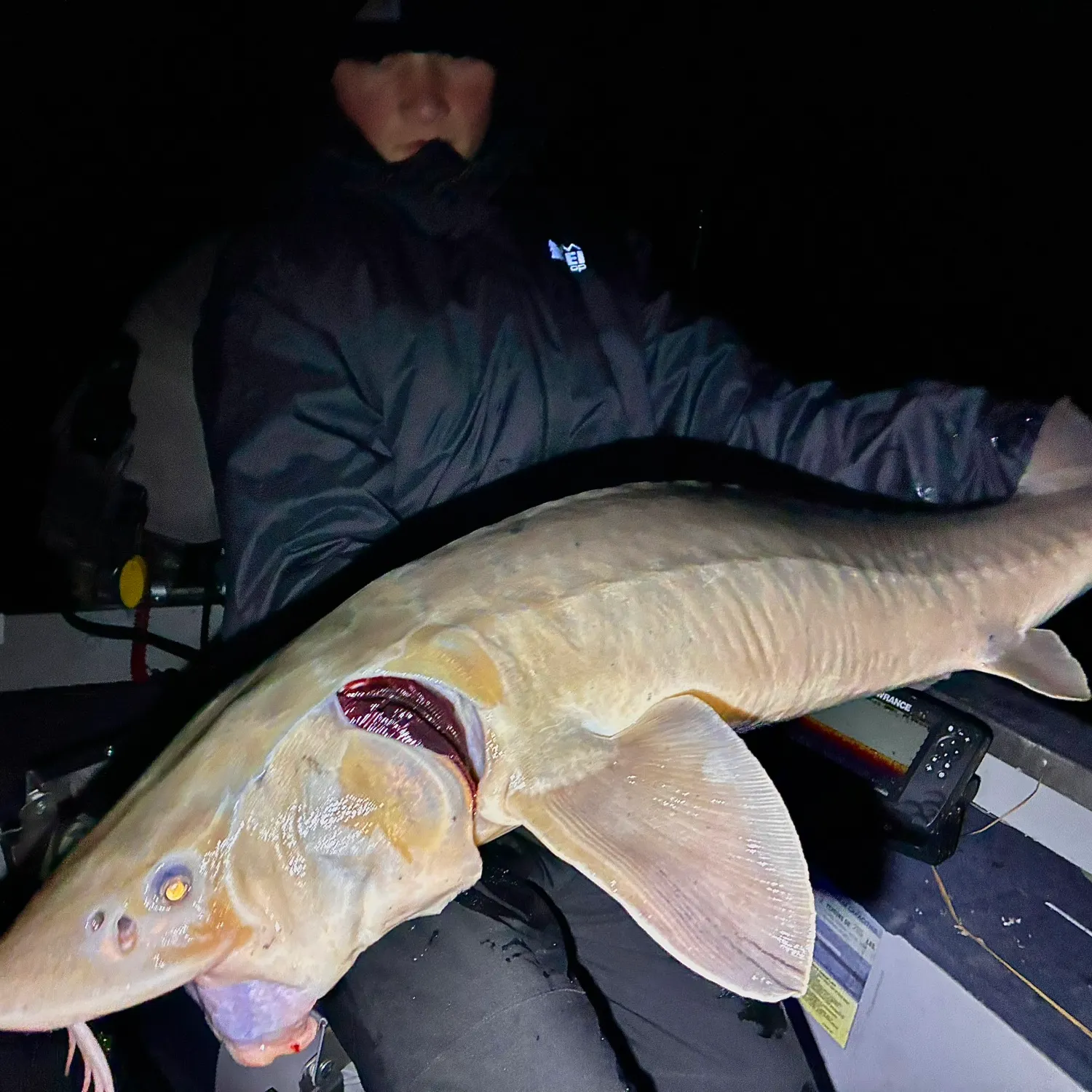 The most recent Lake sturgeon catches on Fishbrain
