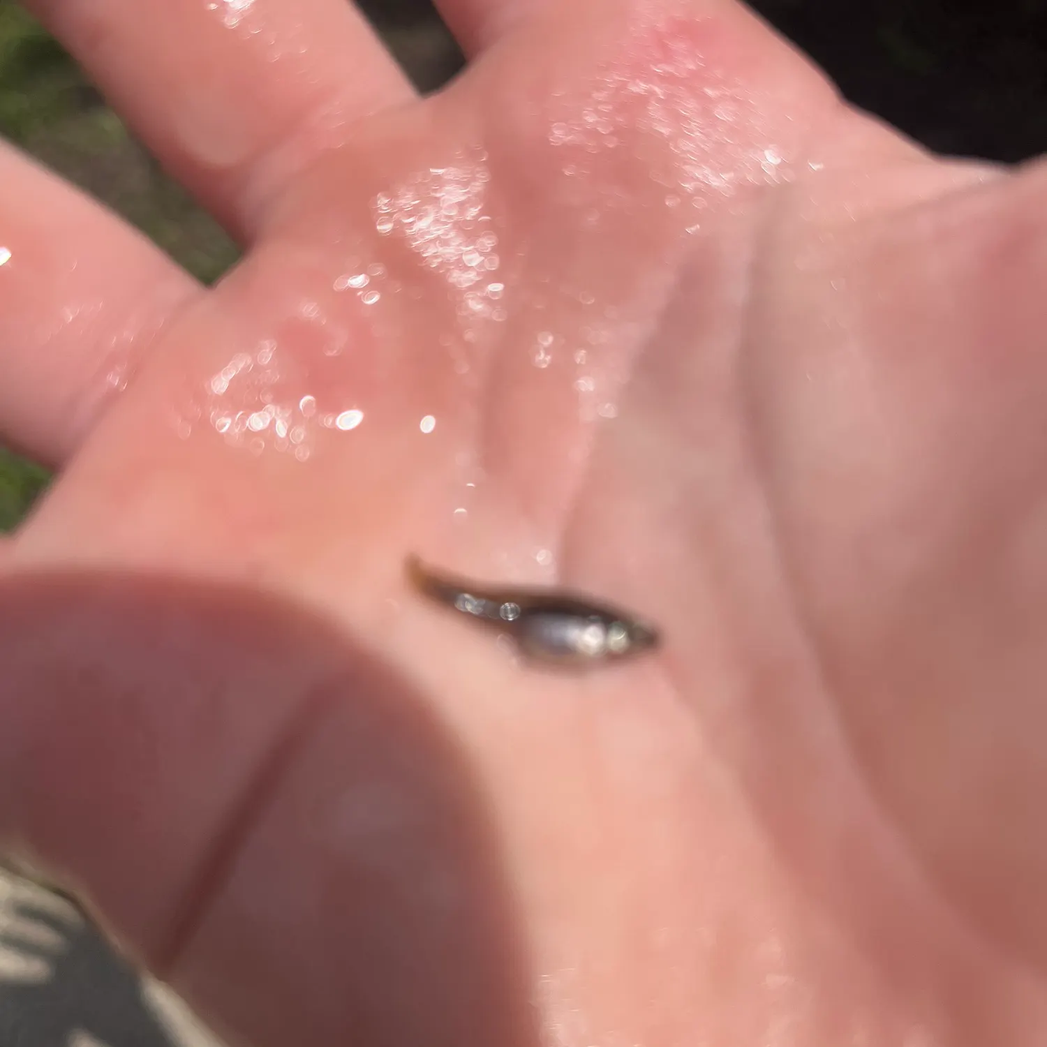Western mosquitofish caught on Fishbrain