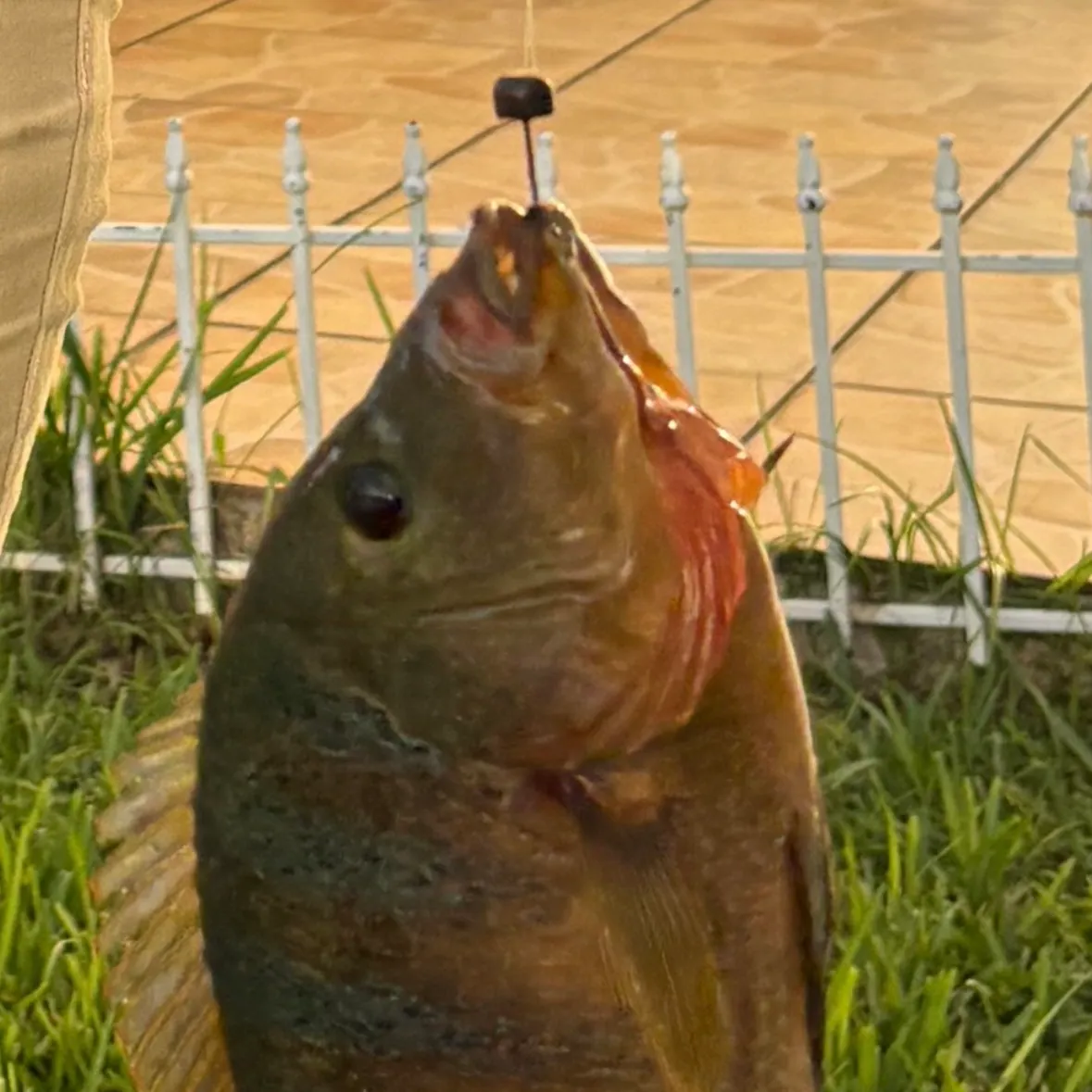 Mayan cichlid caught on Fishbrain