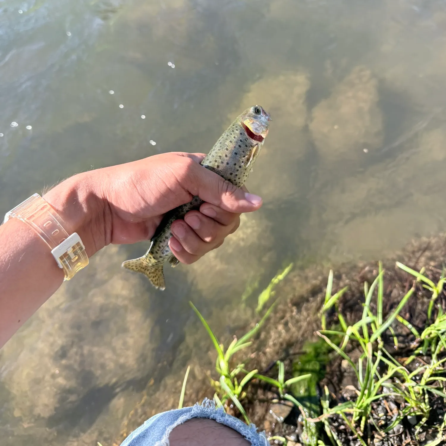 catch