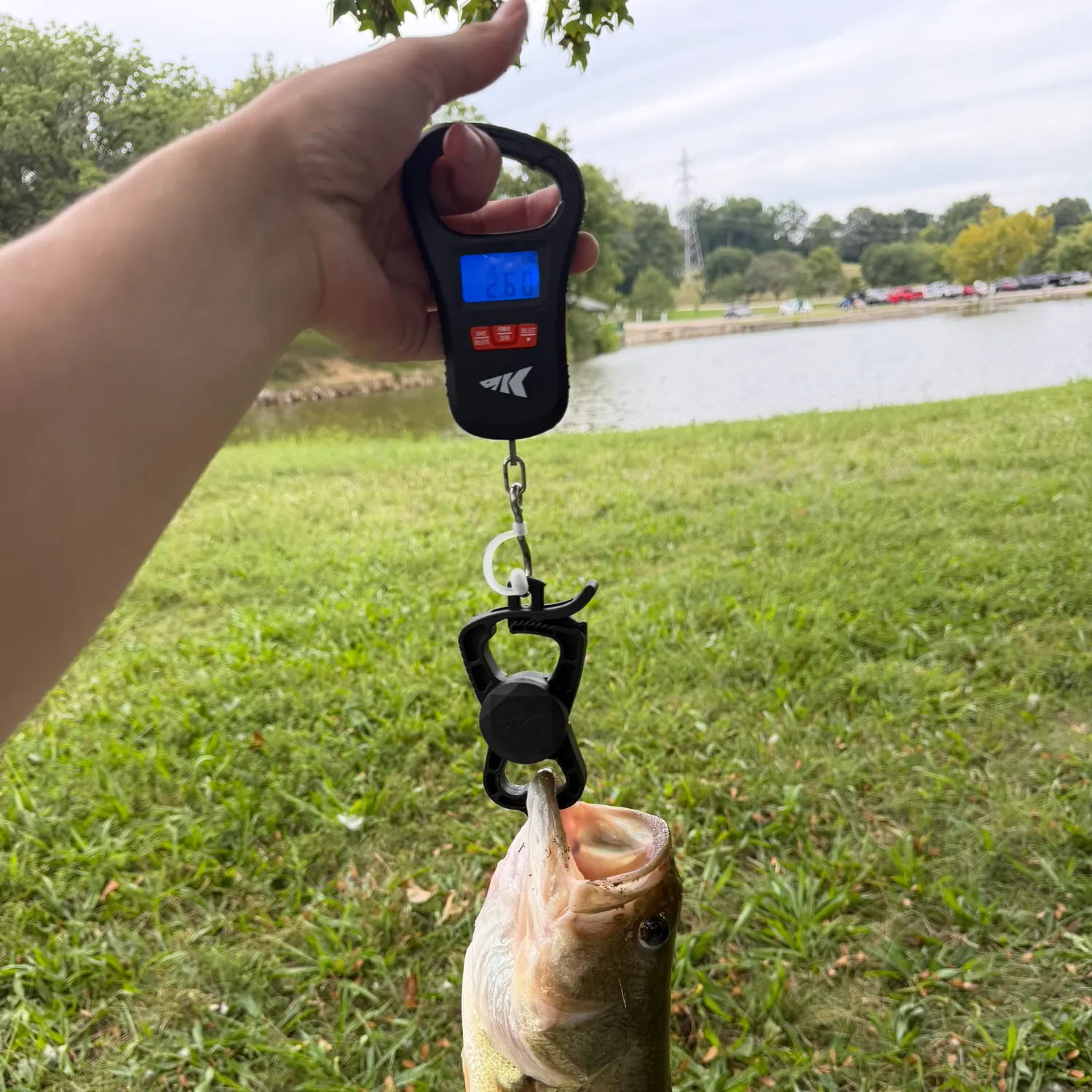 Largemouth bass caught on Fishbrain