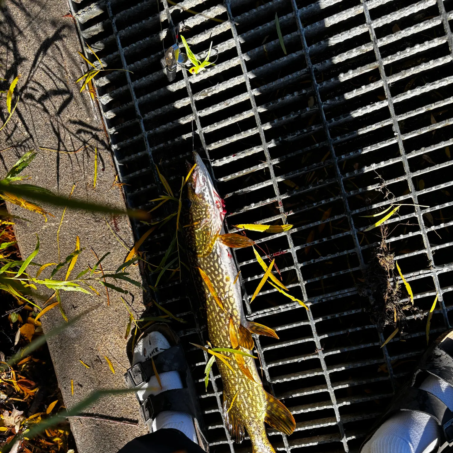 catch