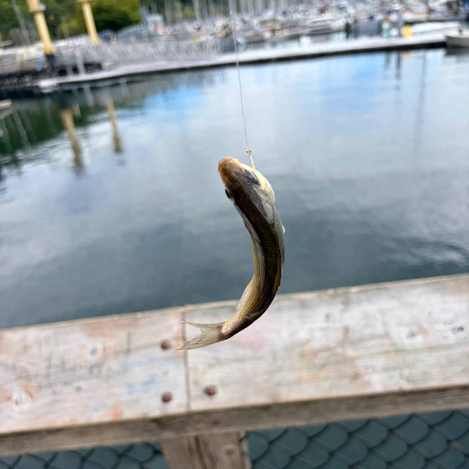 The most recent Shiner perch catches on Fishbrain
