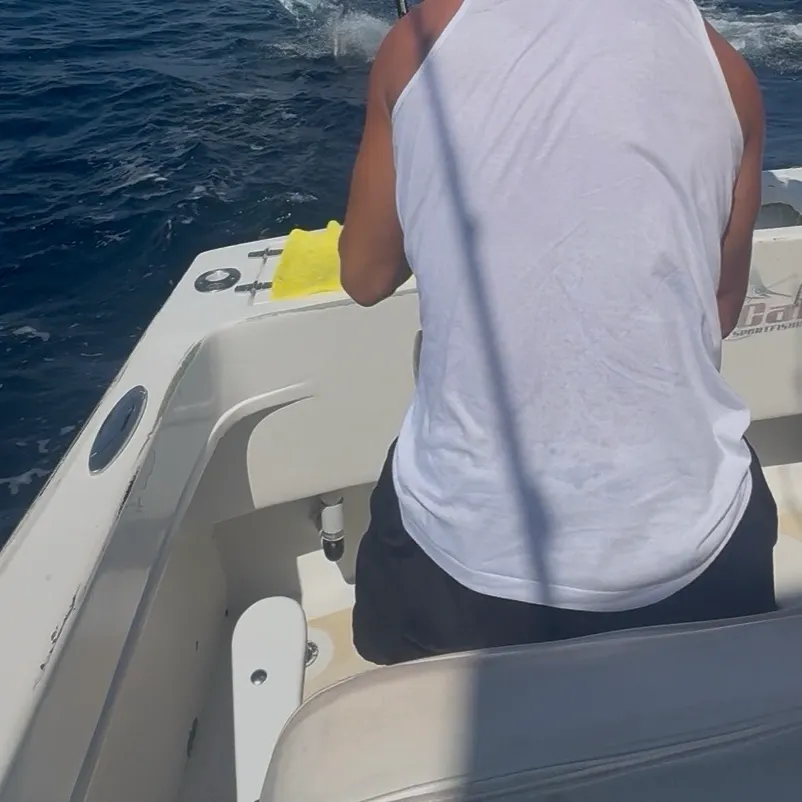 The most recent Indo-Pacific blue marlin catches on Fishbrain