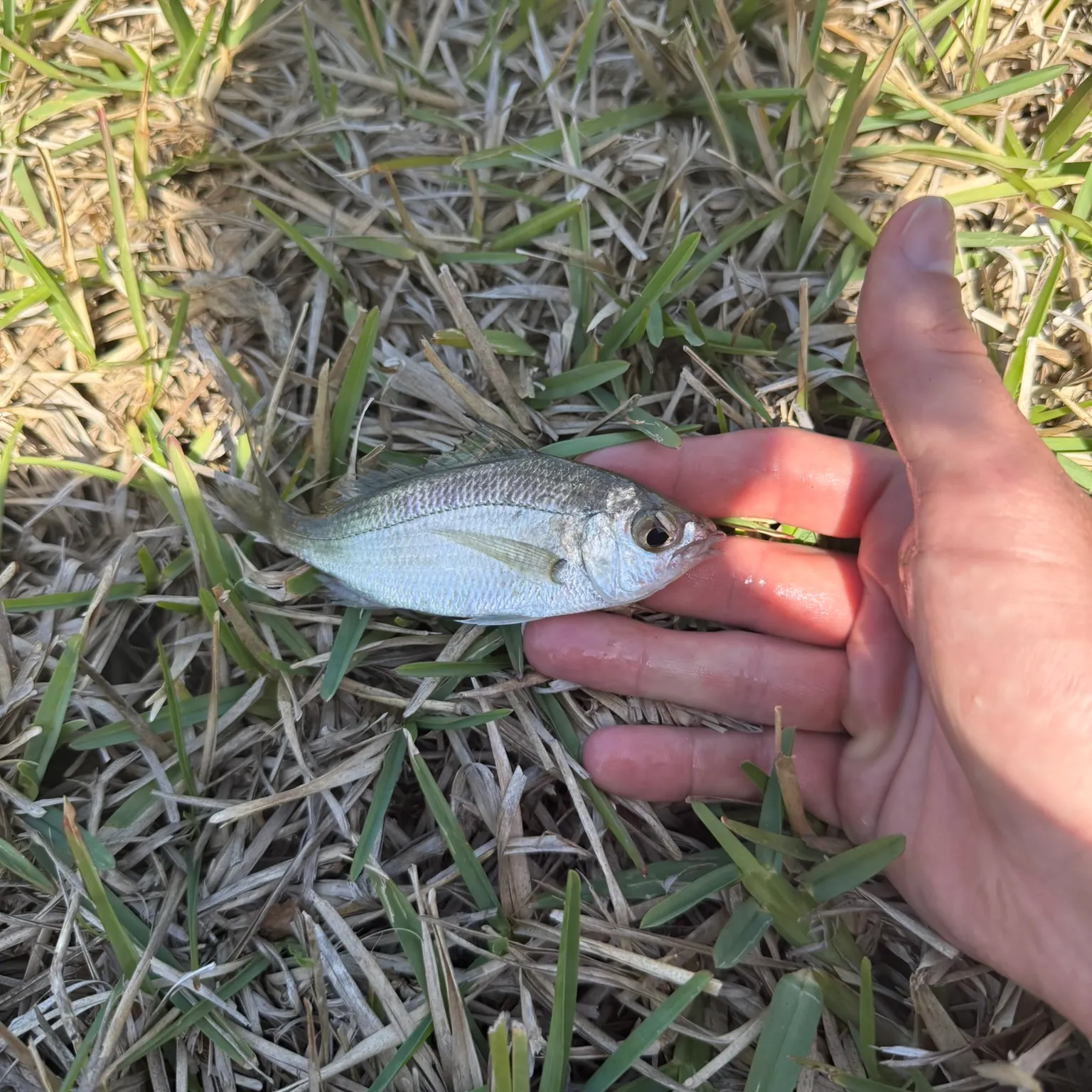 The most recent Pacific flagfin mojarra catches on Fishbrain