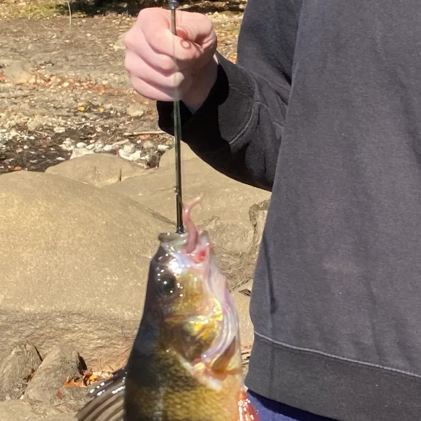 Yellow perch caught on Fishbrain