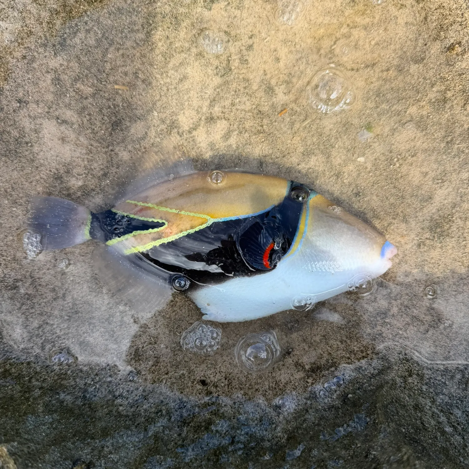 The most recent Wedge-tail triggerfish catches on Fishbrain