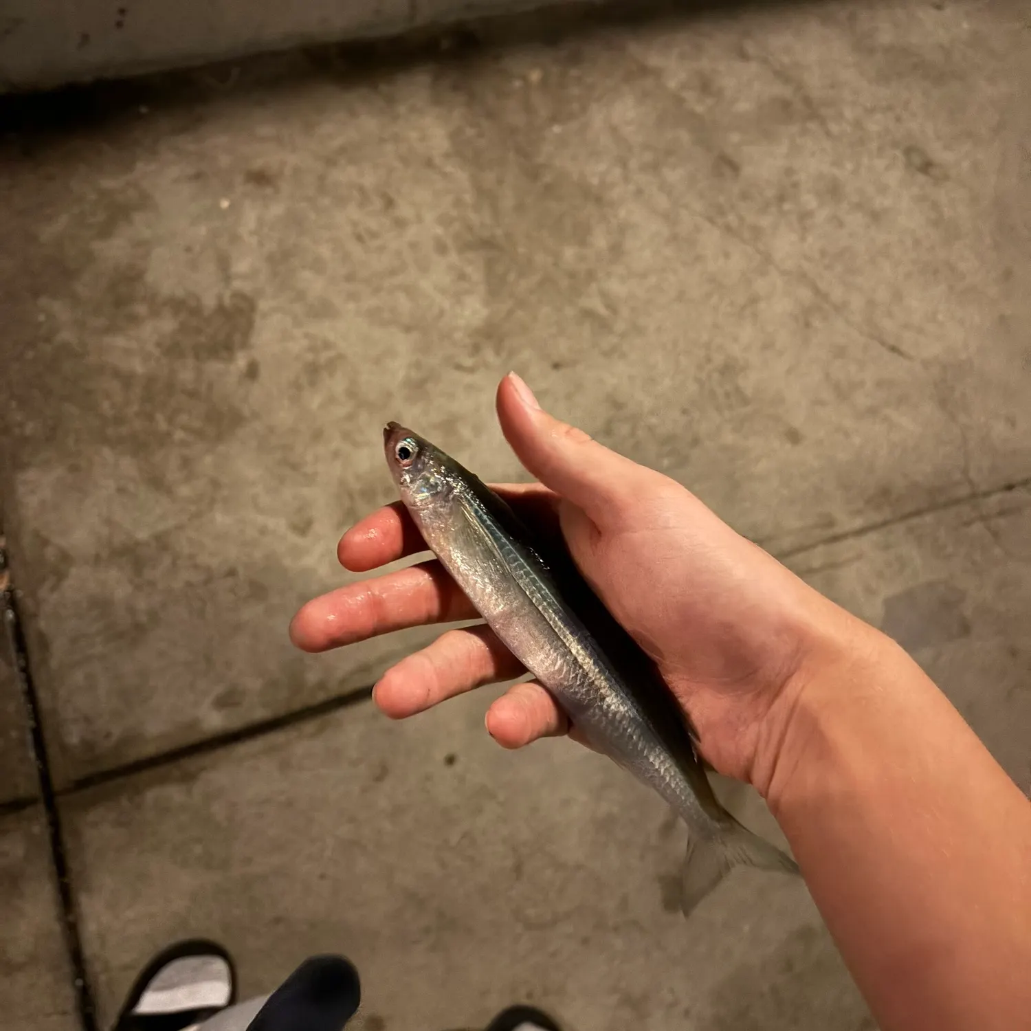 The most recent Topsmelt silverside catches on Fishbrain