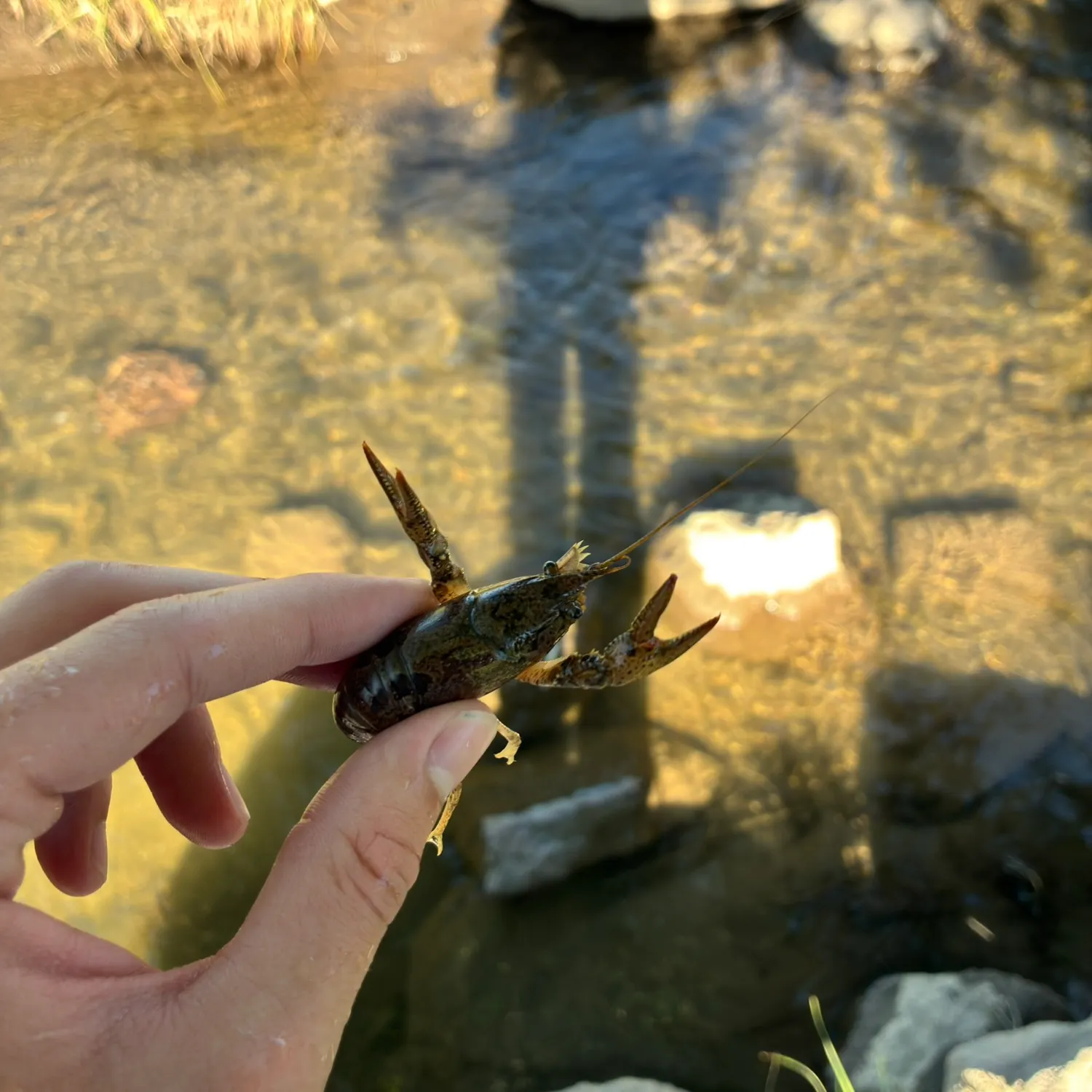 The most recent Northern clearwater crayfish catches on Fishbrain