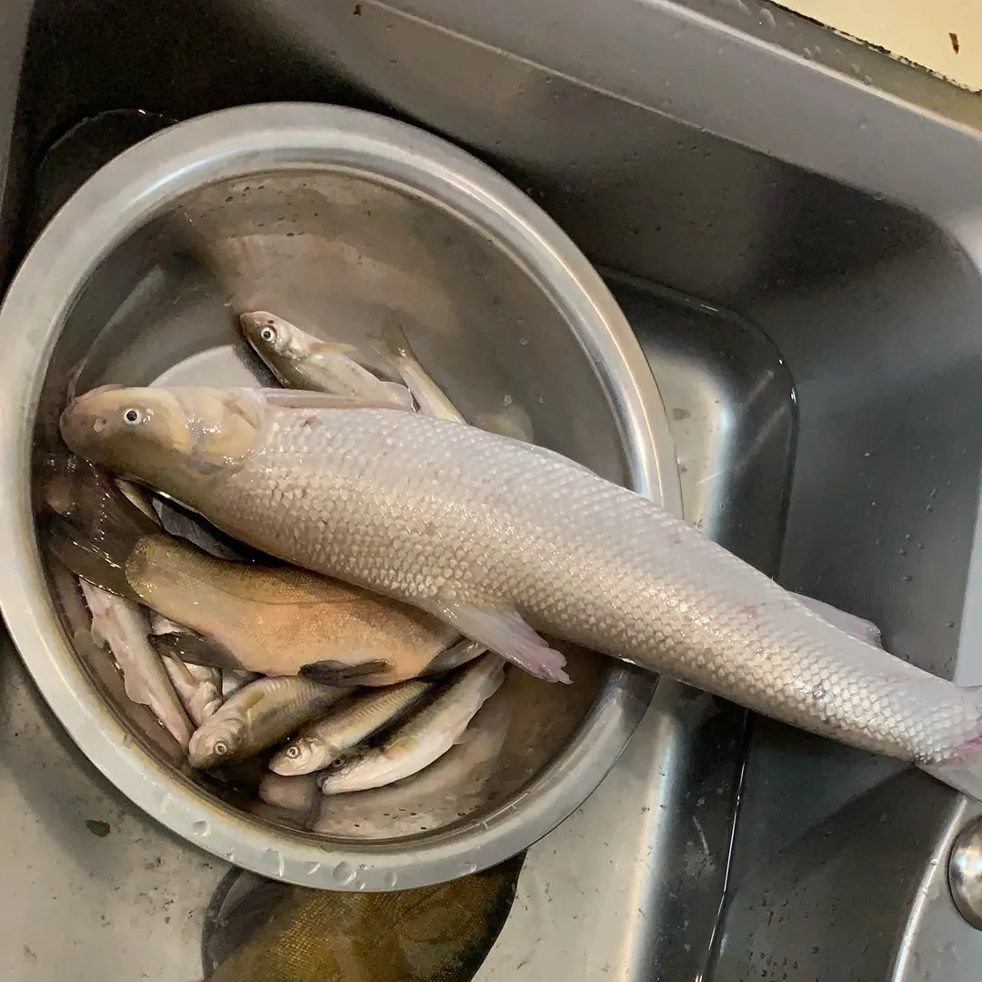 The most recent Mountain whitefish catches on Fishbrain