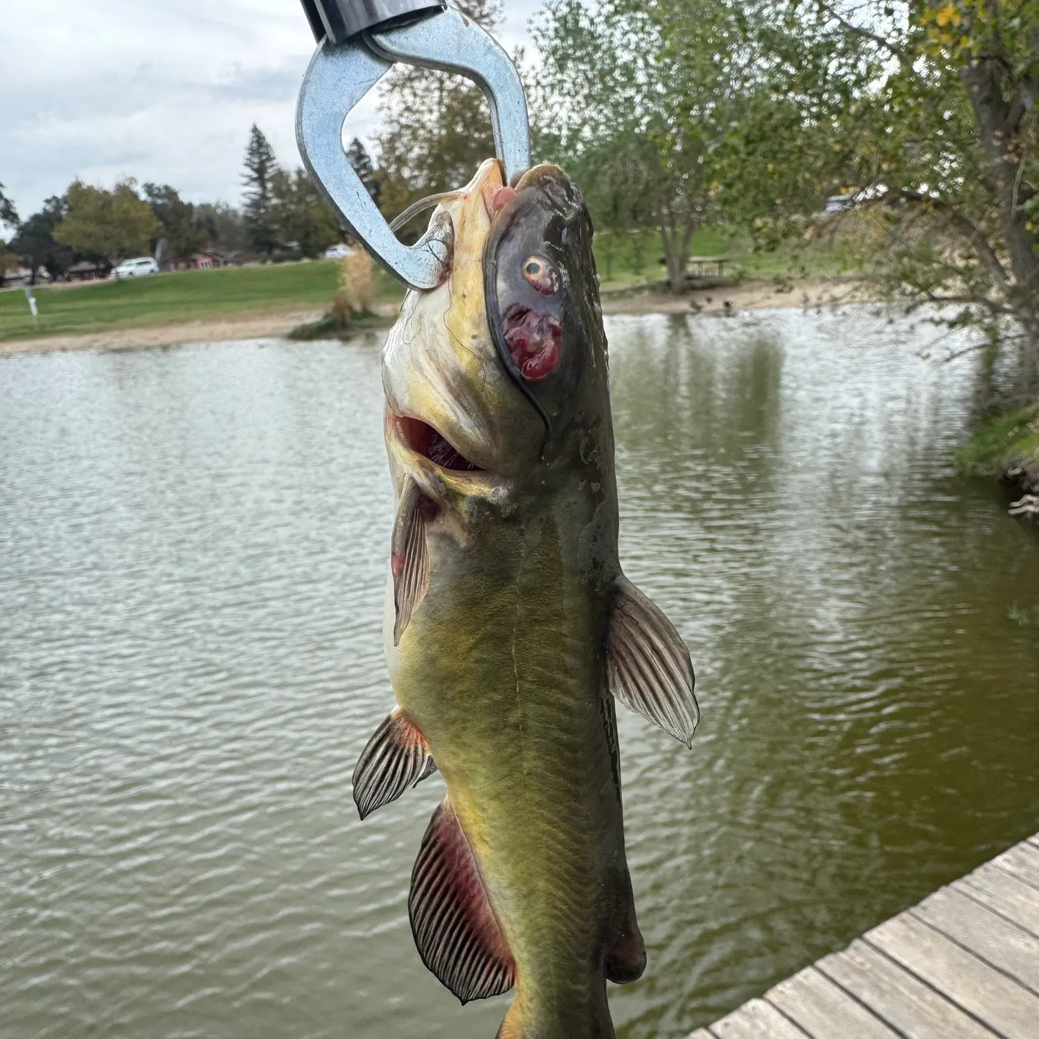 Yellow bullhead caught on Fishbrain
