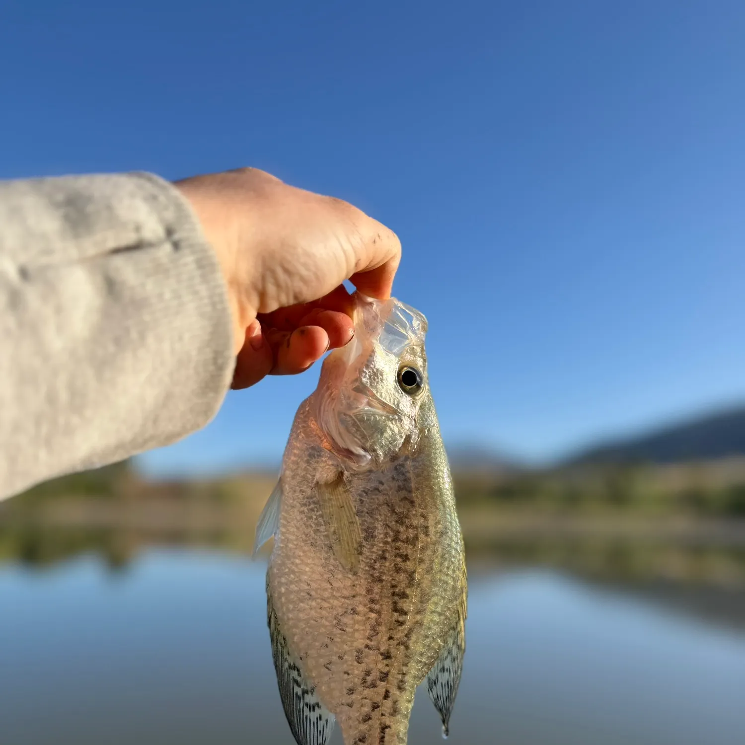 Black crappie caught on Fishbrain