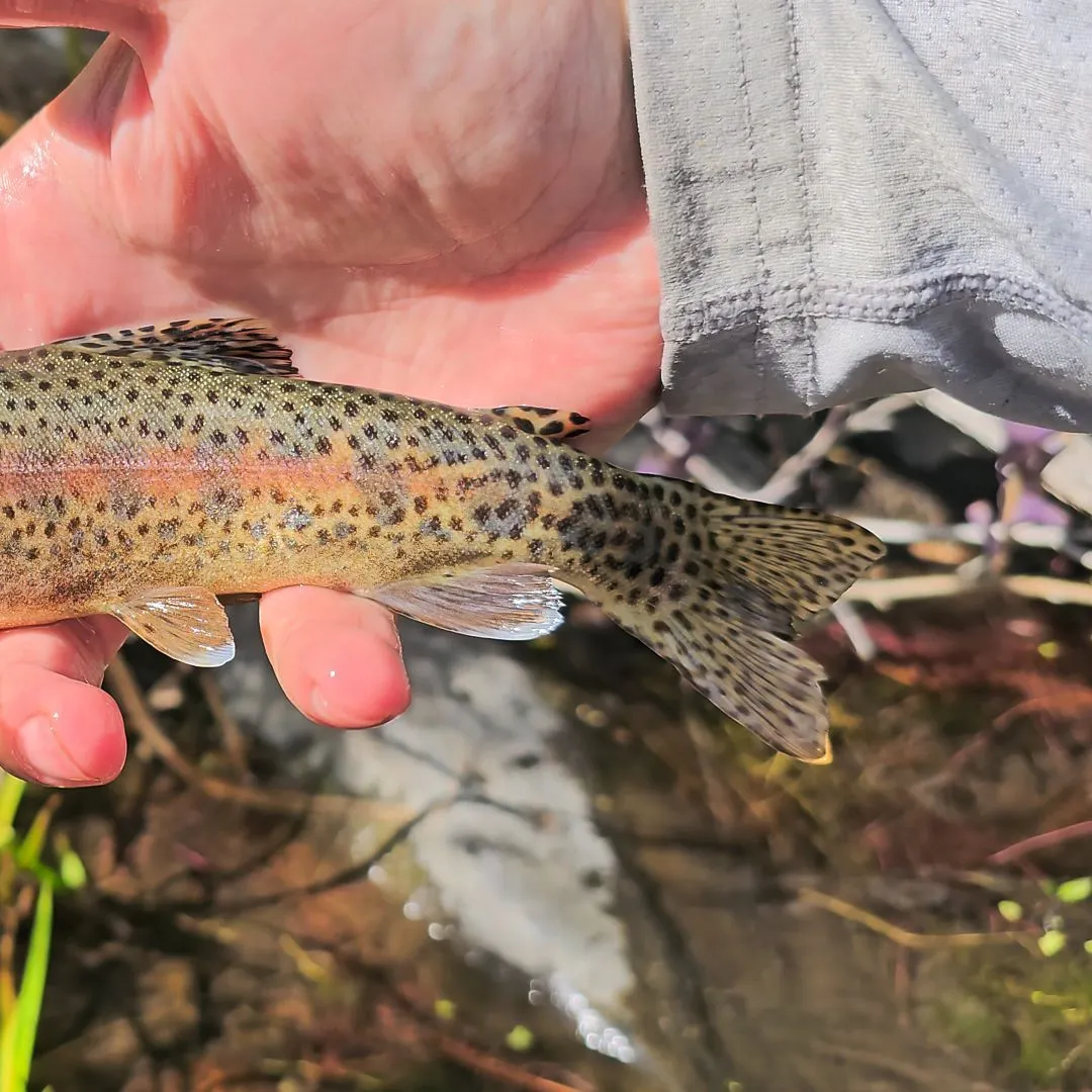 The most recent Columbia river redband trout catches on Fishbrain
