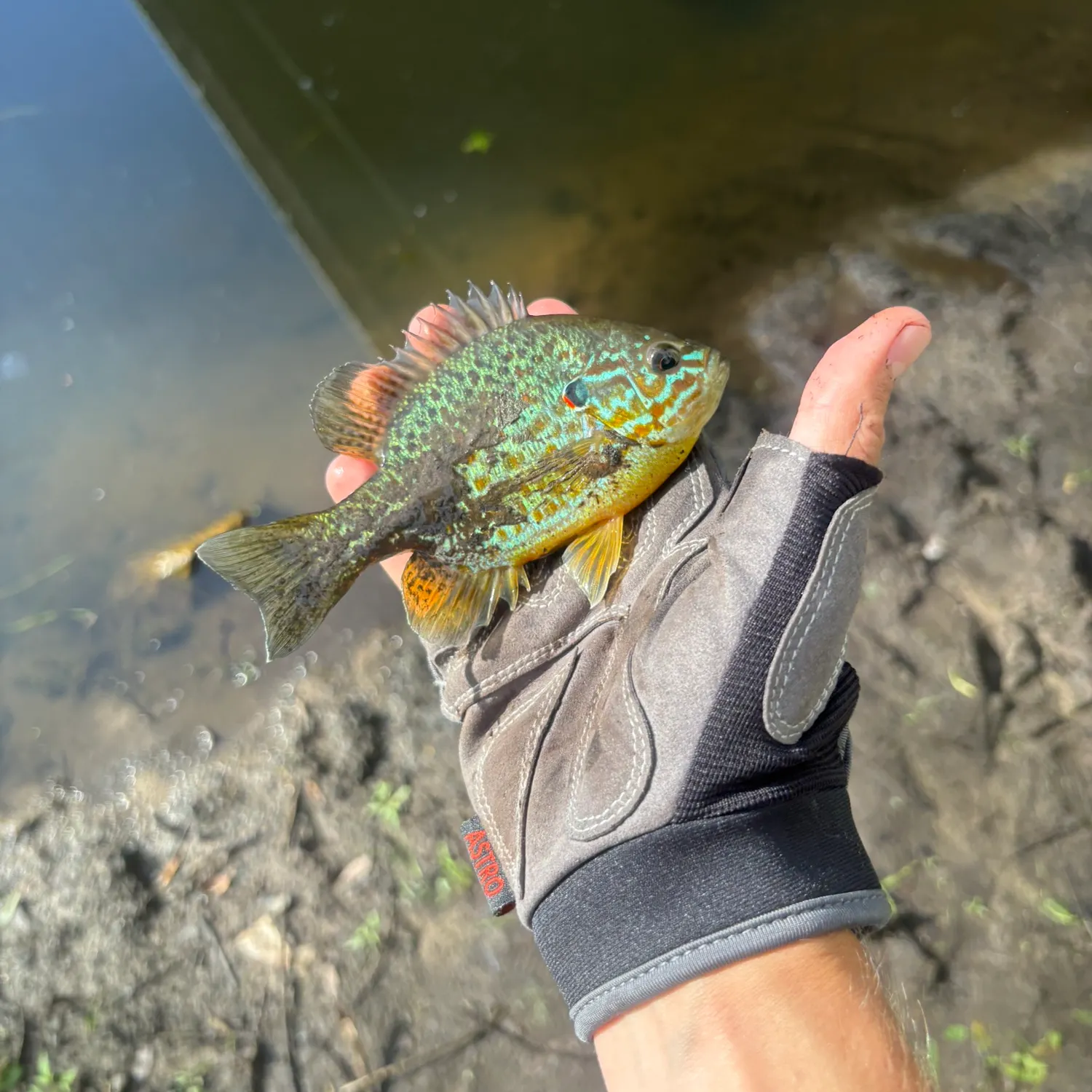 Pumpkinseed caught on Fishbrain