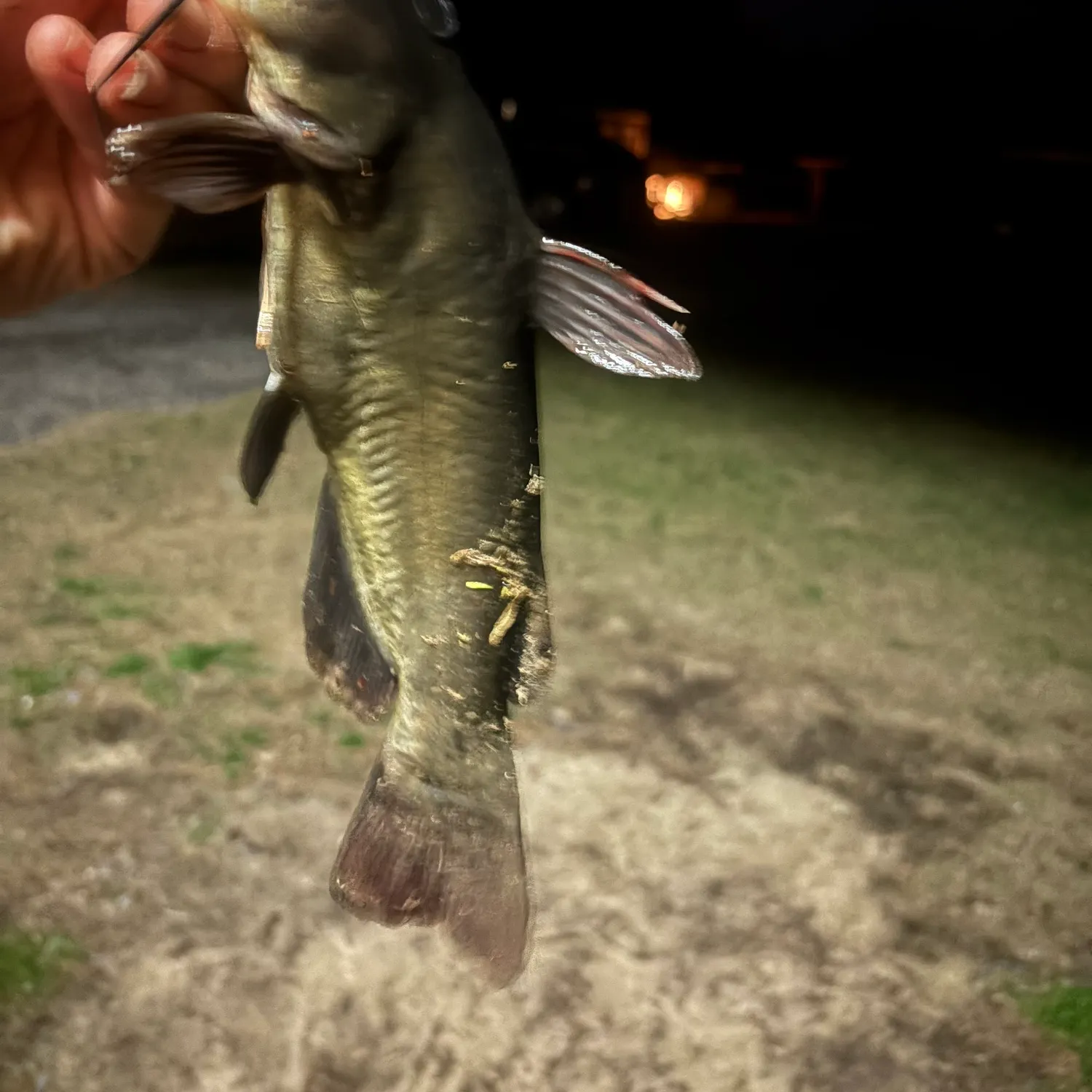 The most recent Black bullhead catches on Fishbrain