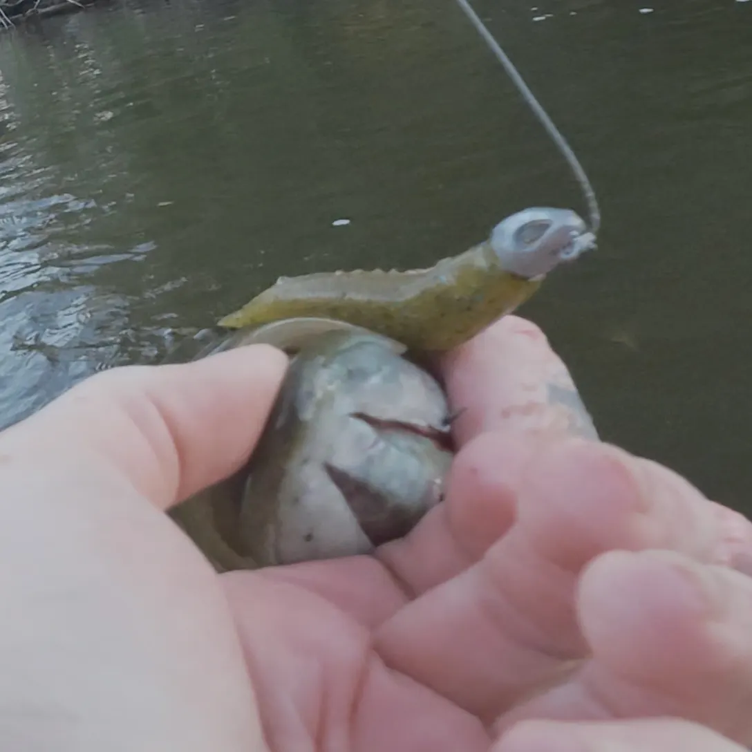 Smallmouth bass caught on Fishbrain