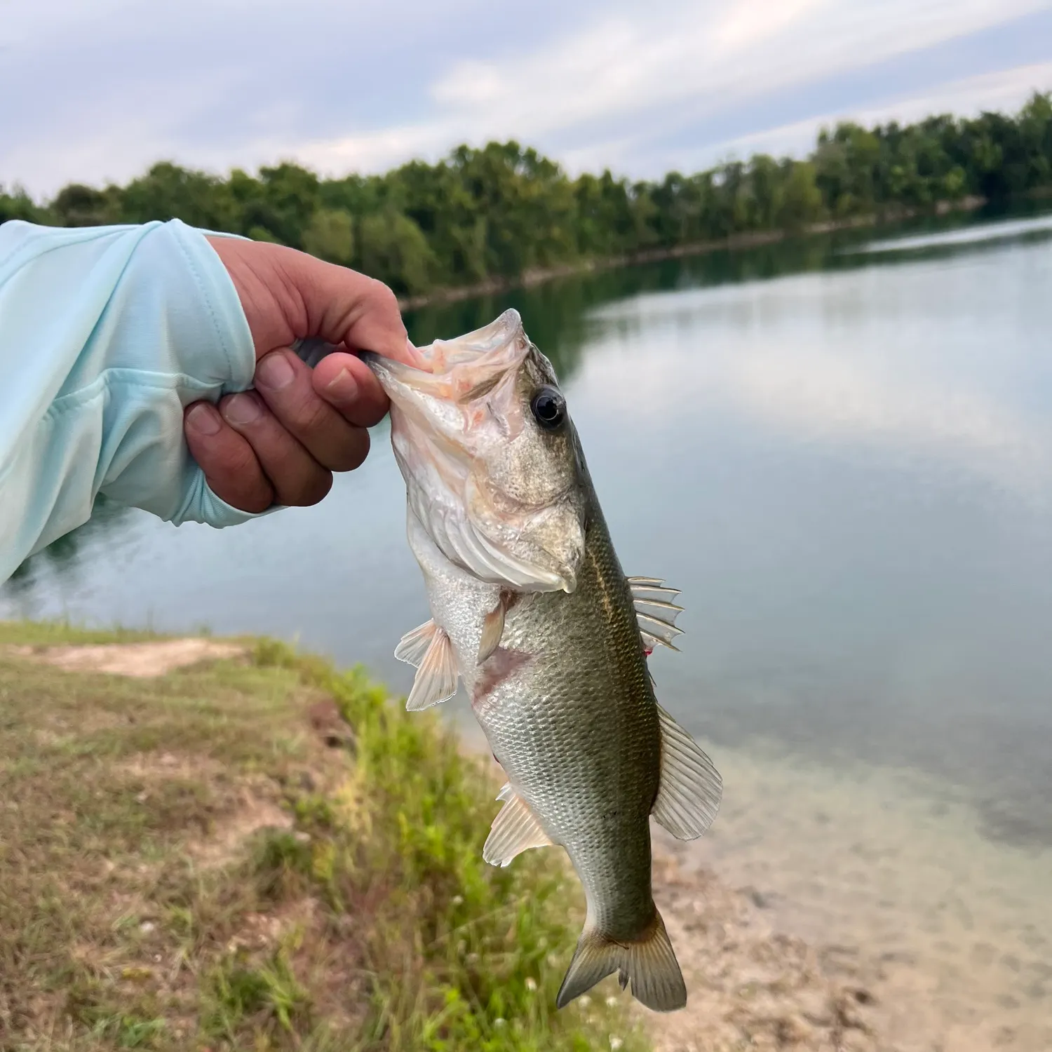 The most recent Spotted bass catches on Fishbrain