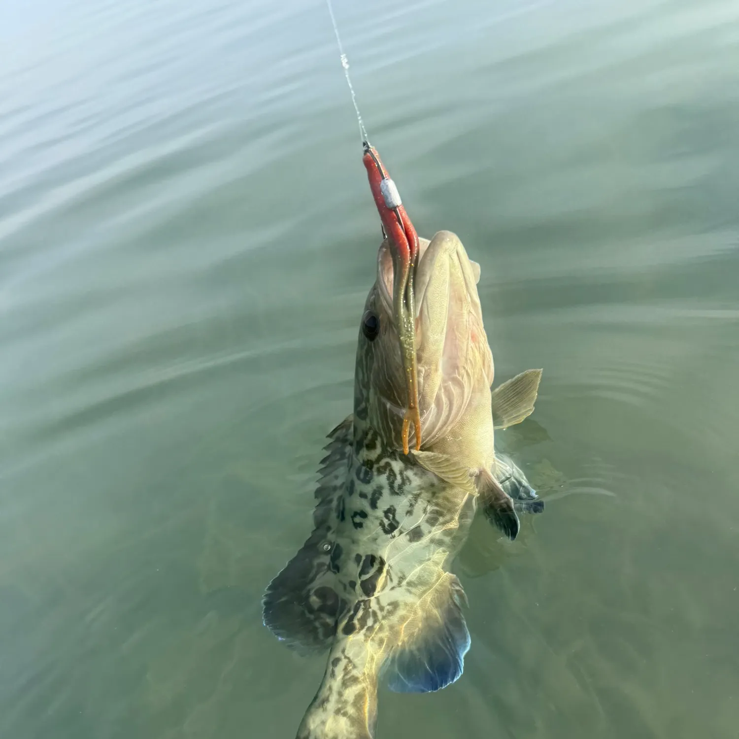 The most recent Gag grouper catches on Fishbrain