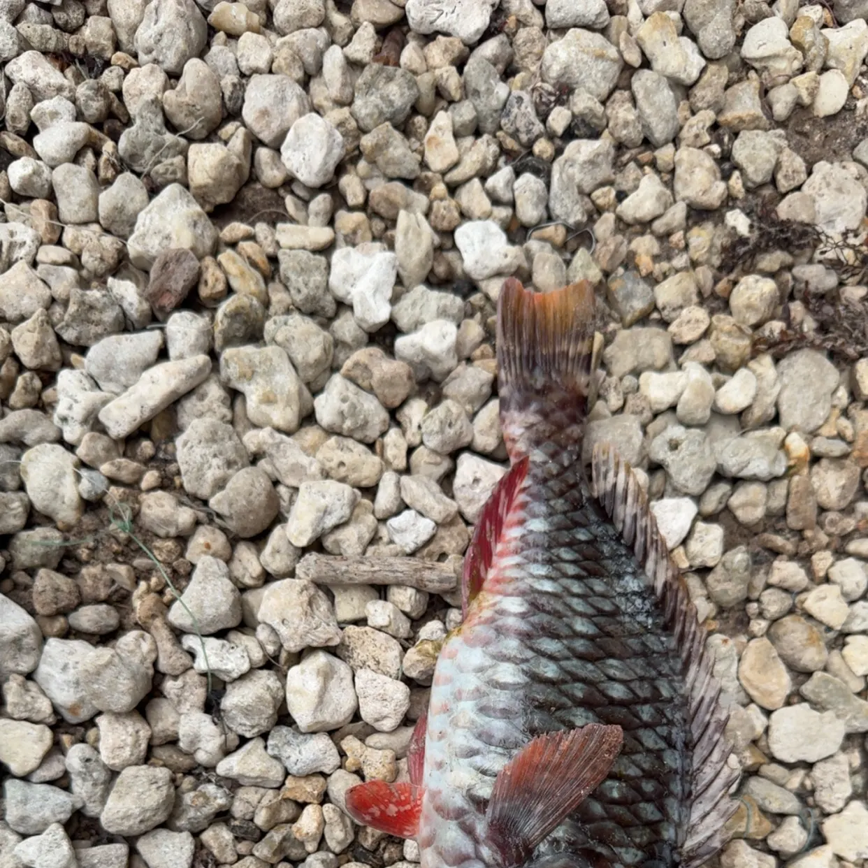 The most recent Stoplight parrotfish catches on Fishbrain