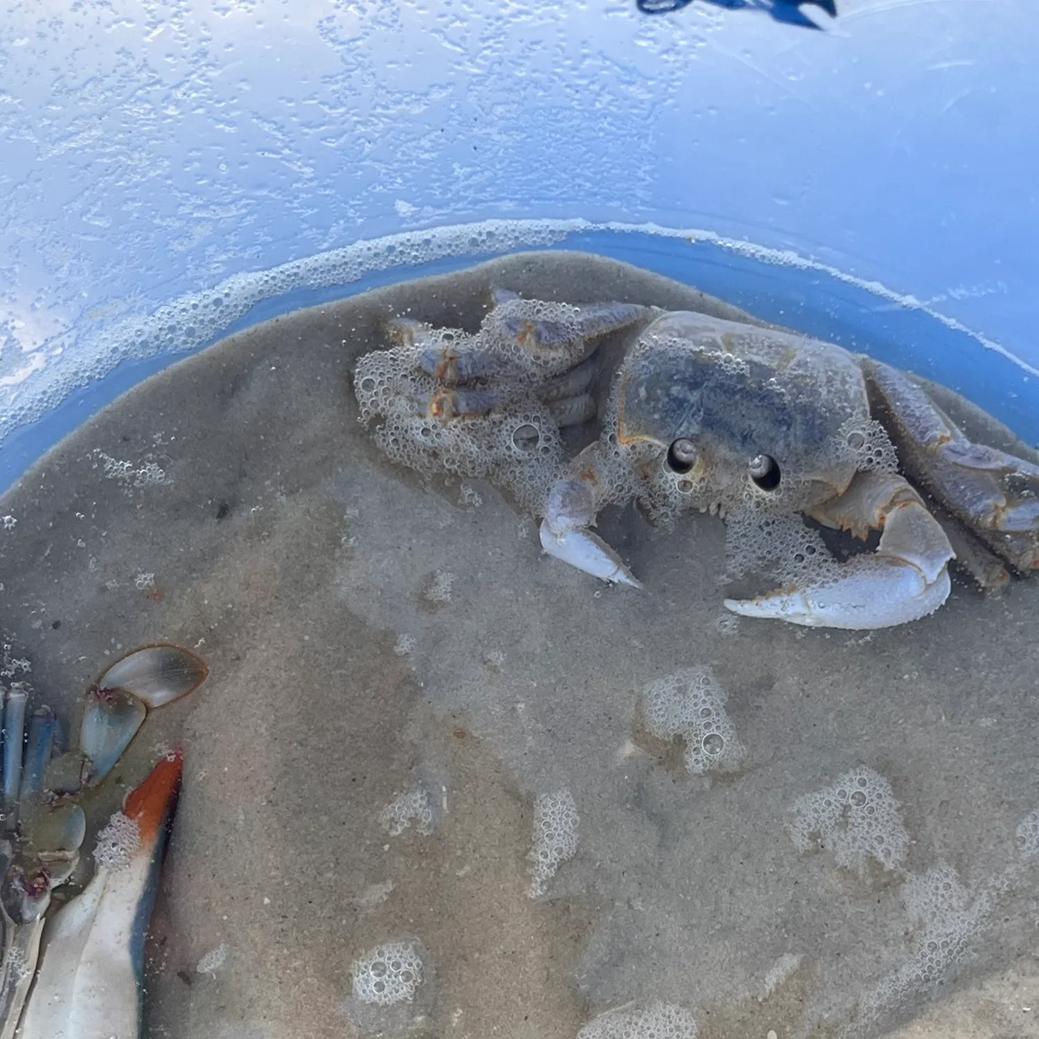 The most recent Blue crab catches on Fishbrain