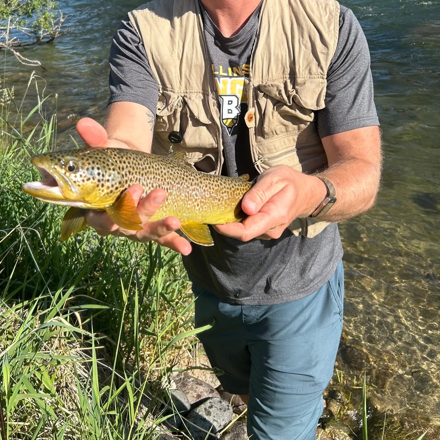 Brown trout caught on Fishbrain