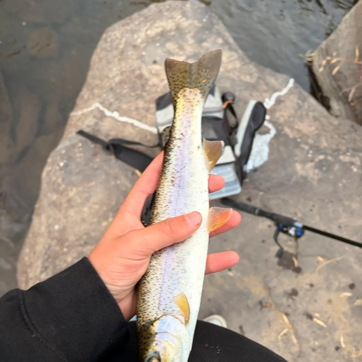 Rainbow trout caught on Fishbrain