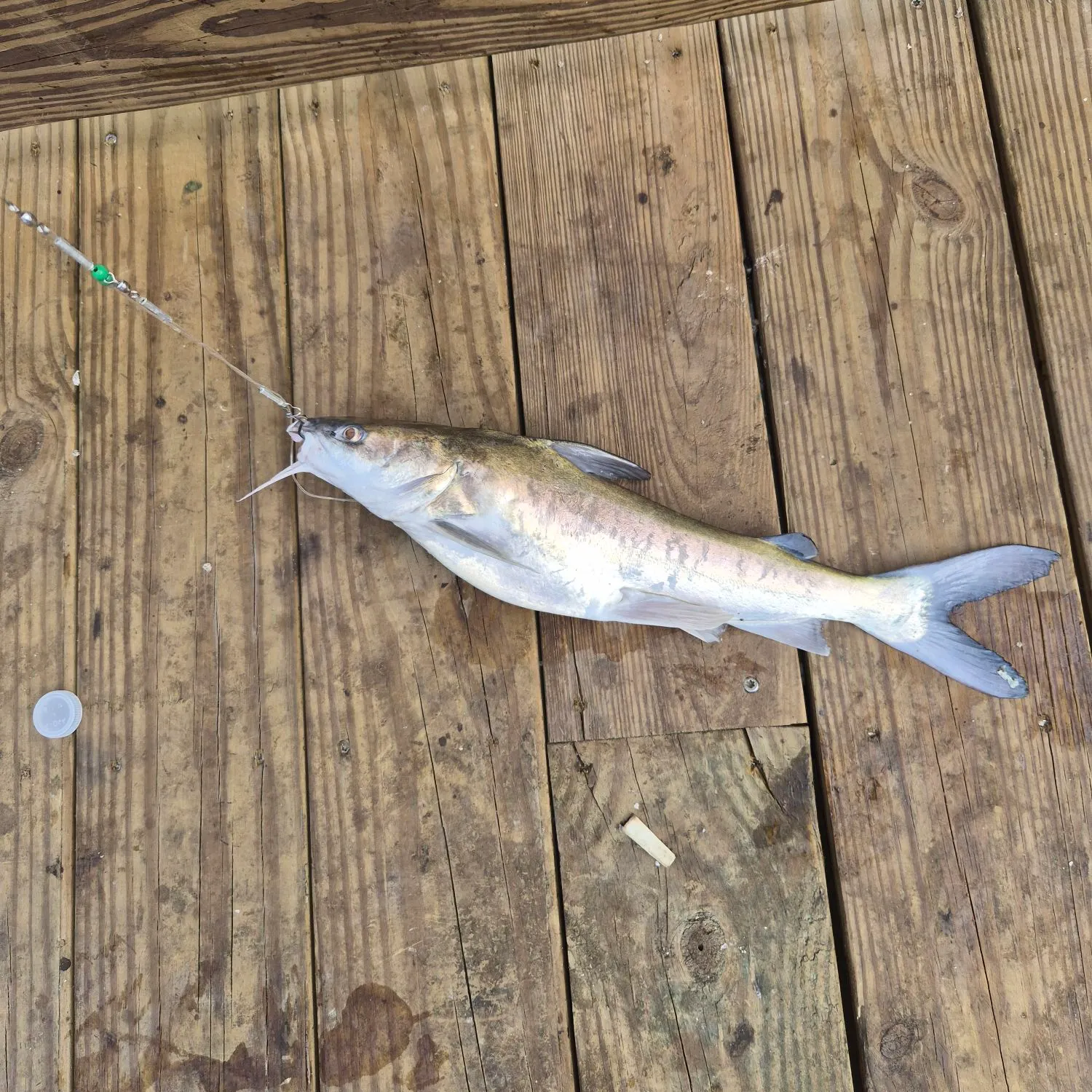 The most recent Hardhead sea catfish catches on Fishbrain