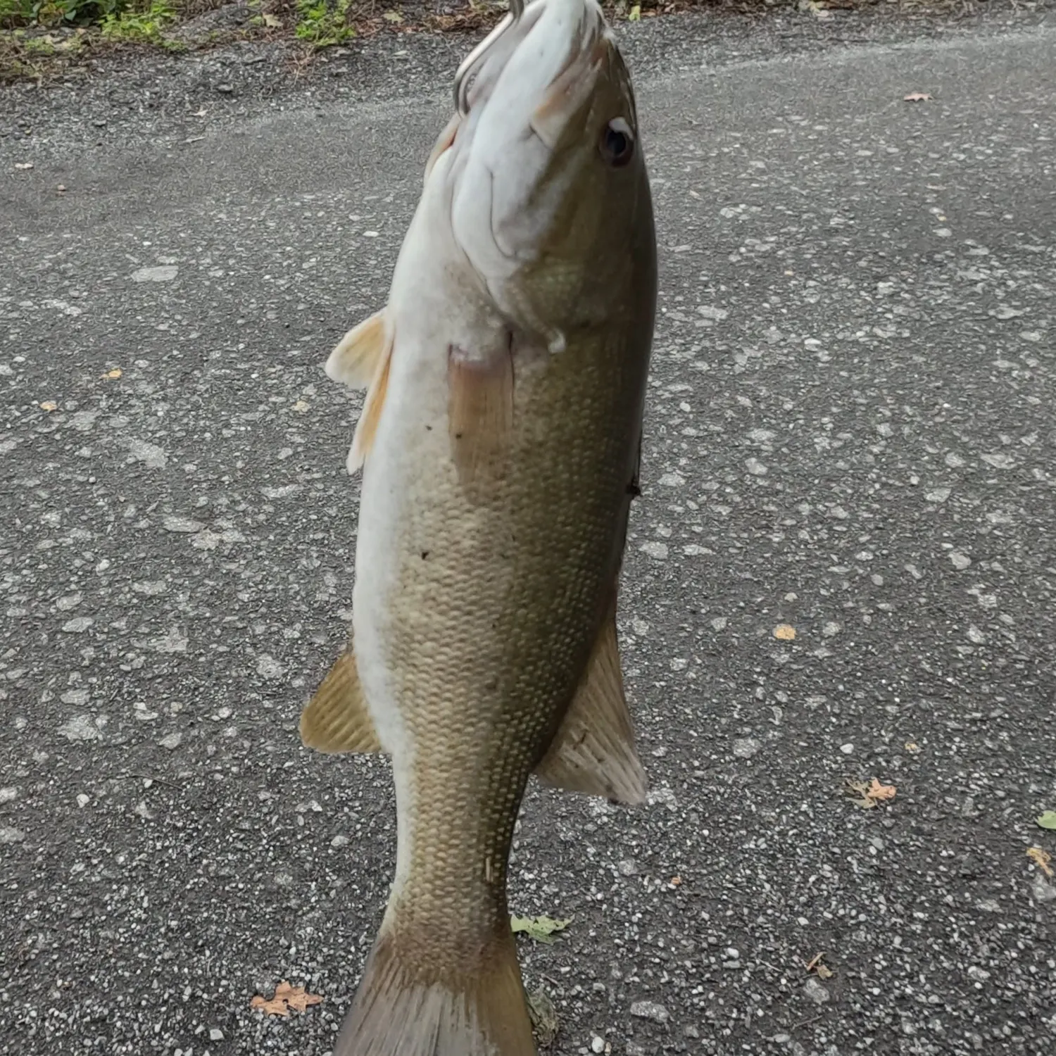 Smallmouth bass caught on Fishbrain