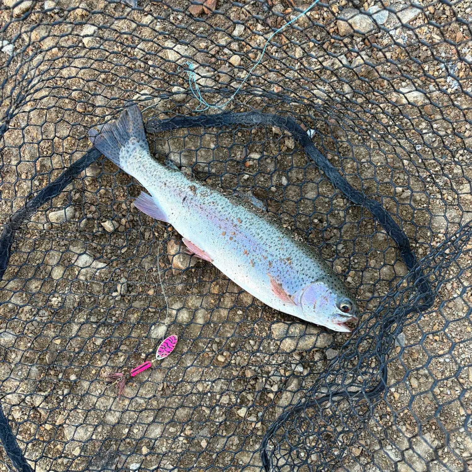 Rainbow trout caught on Fishbrain