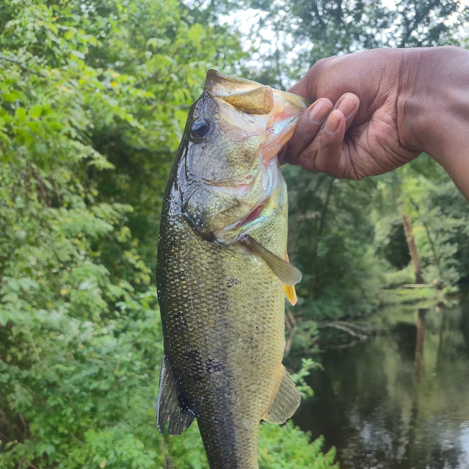 Largemouth bass caught on Fishbrain
