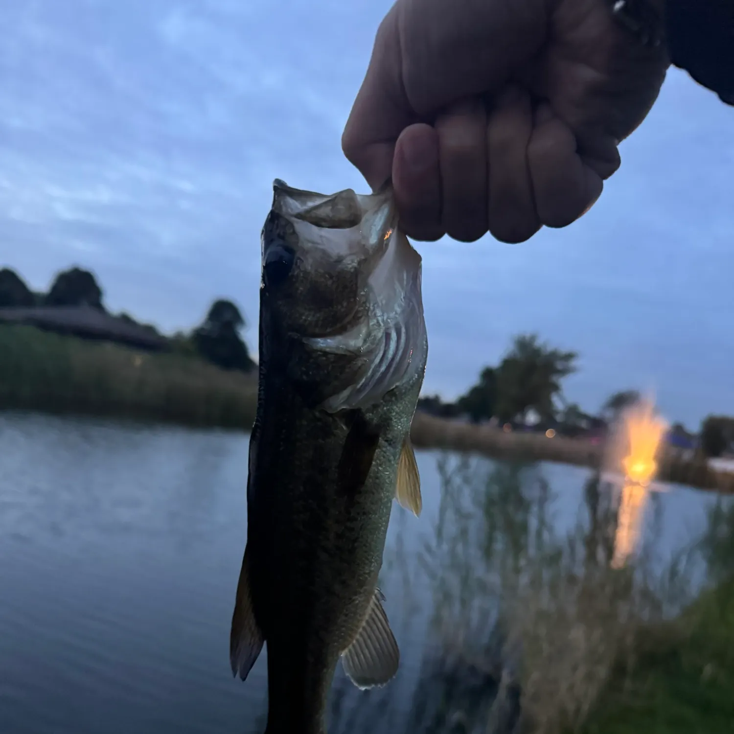 Largemouth bass caught on Fishbrain