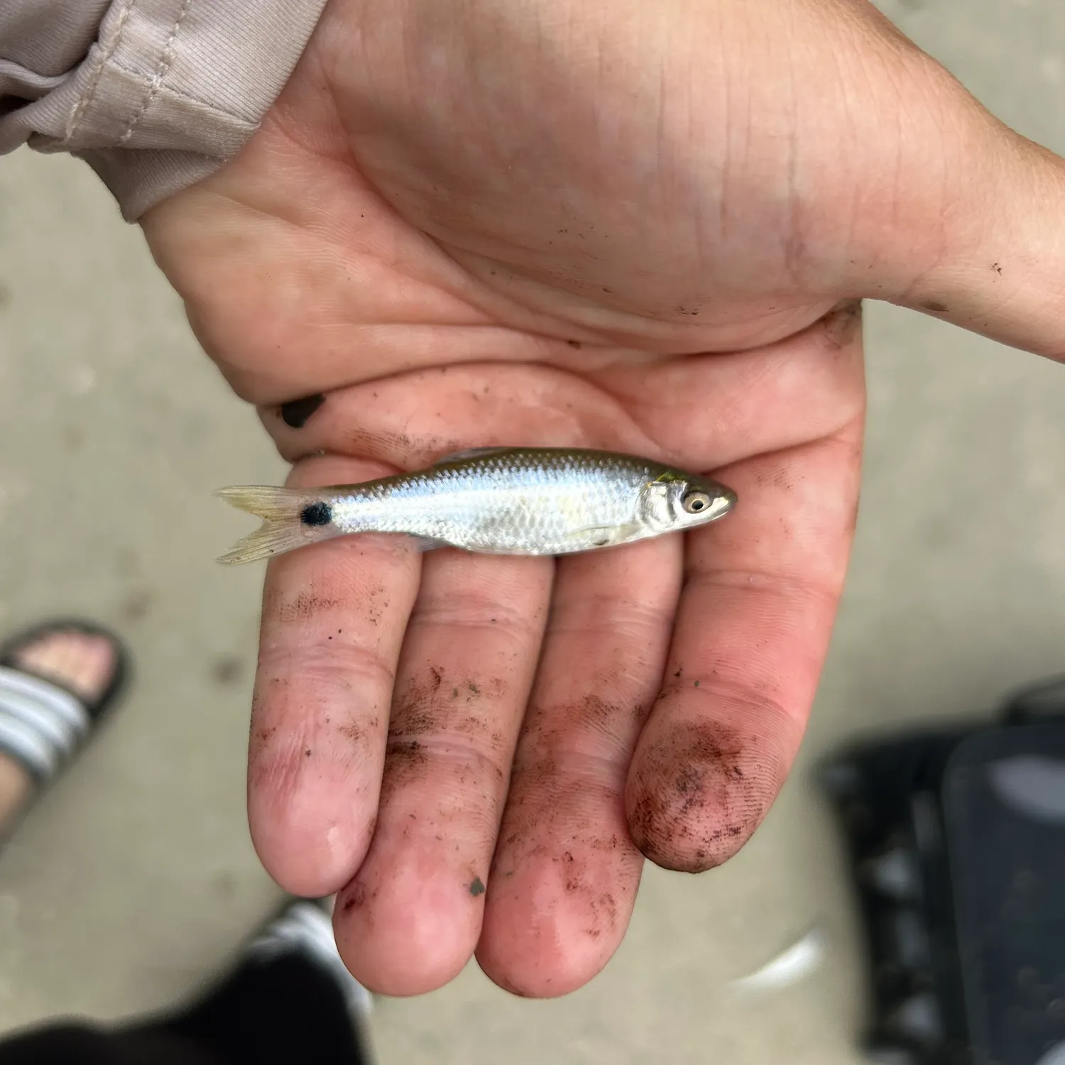 The most recent Western blacktail shiner catches on Fishbrain