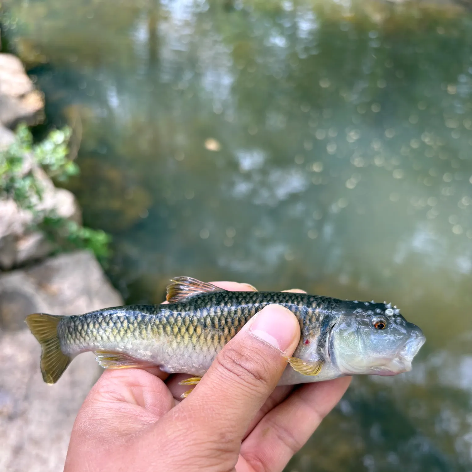 most liked catch image