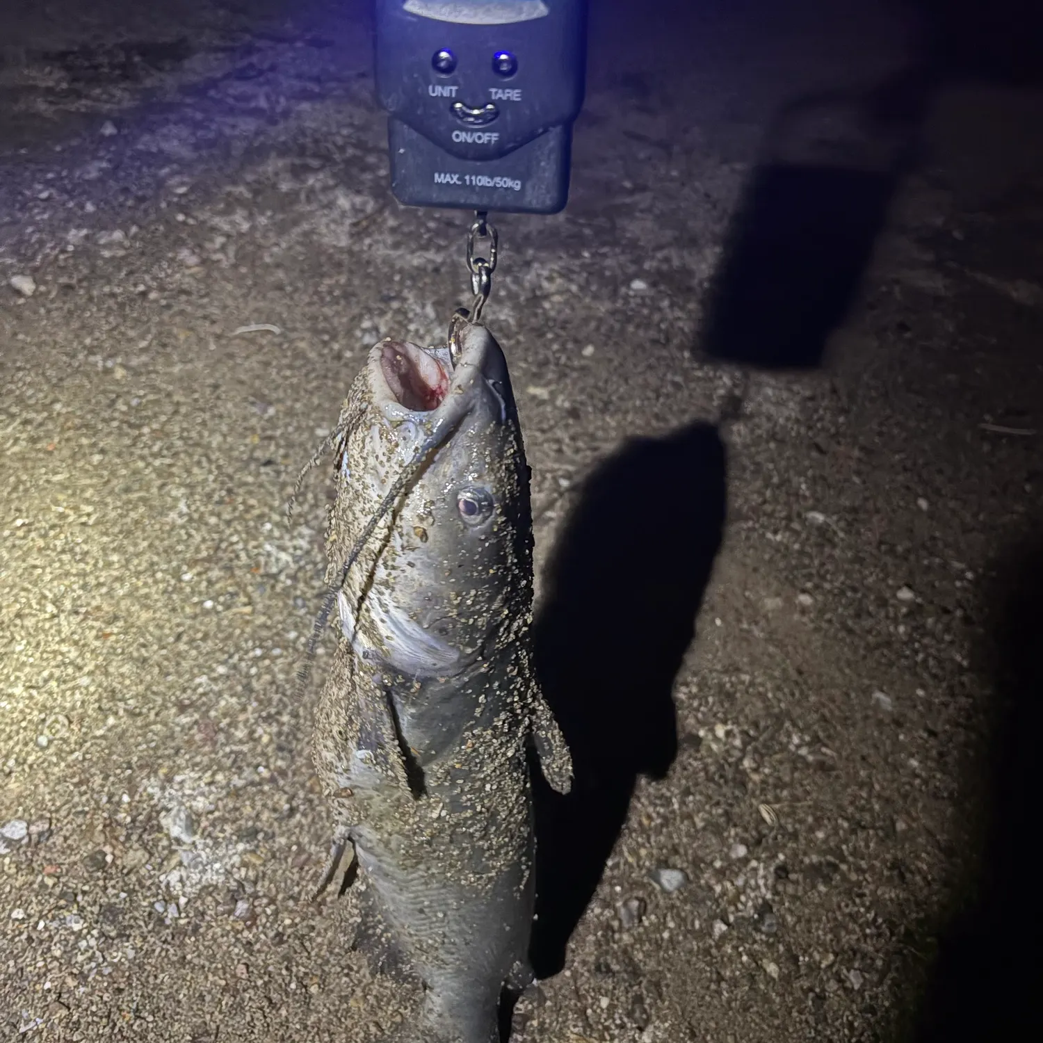 Channel catfish caught on Fishbrain