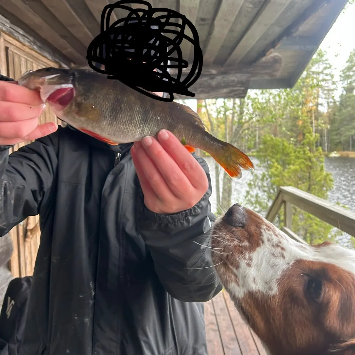 European perch caught on Fishbrain