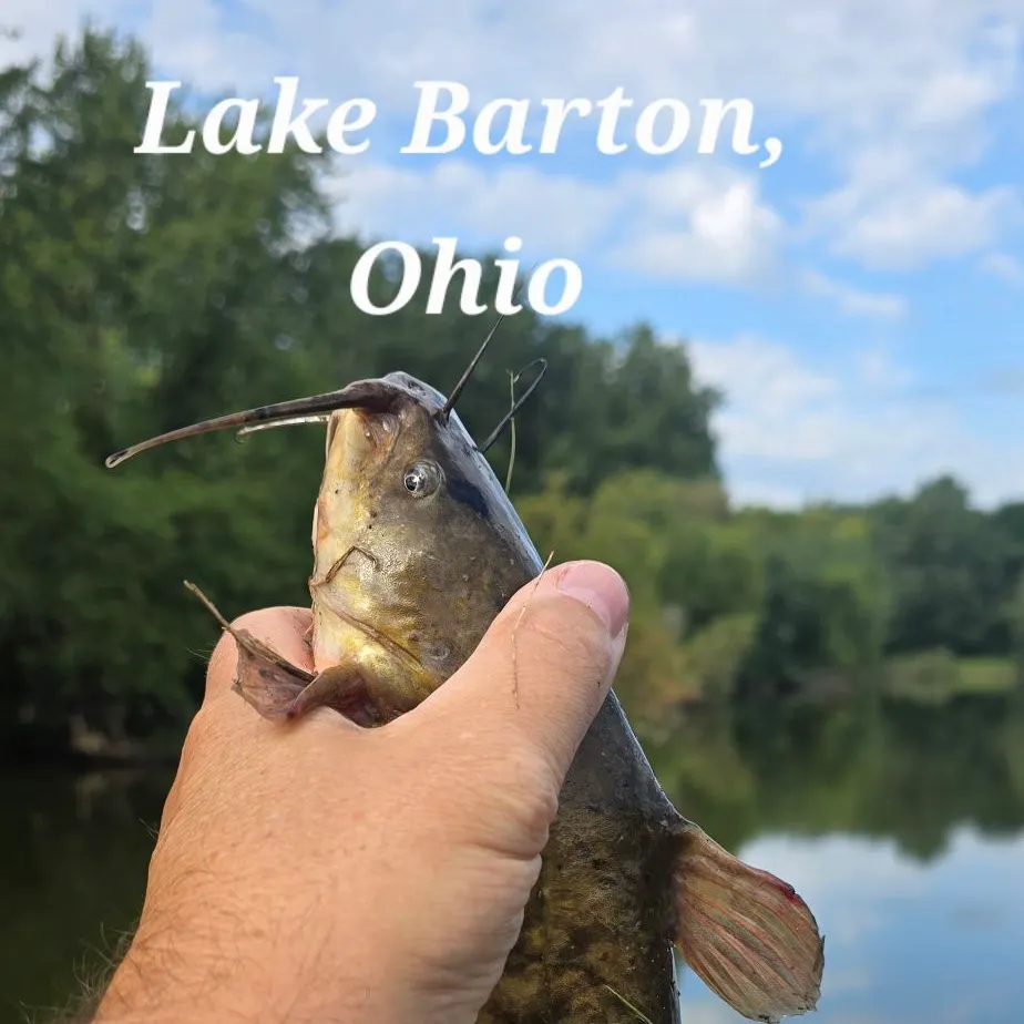 Yellow bullhead caught on Fishbrain