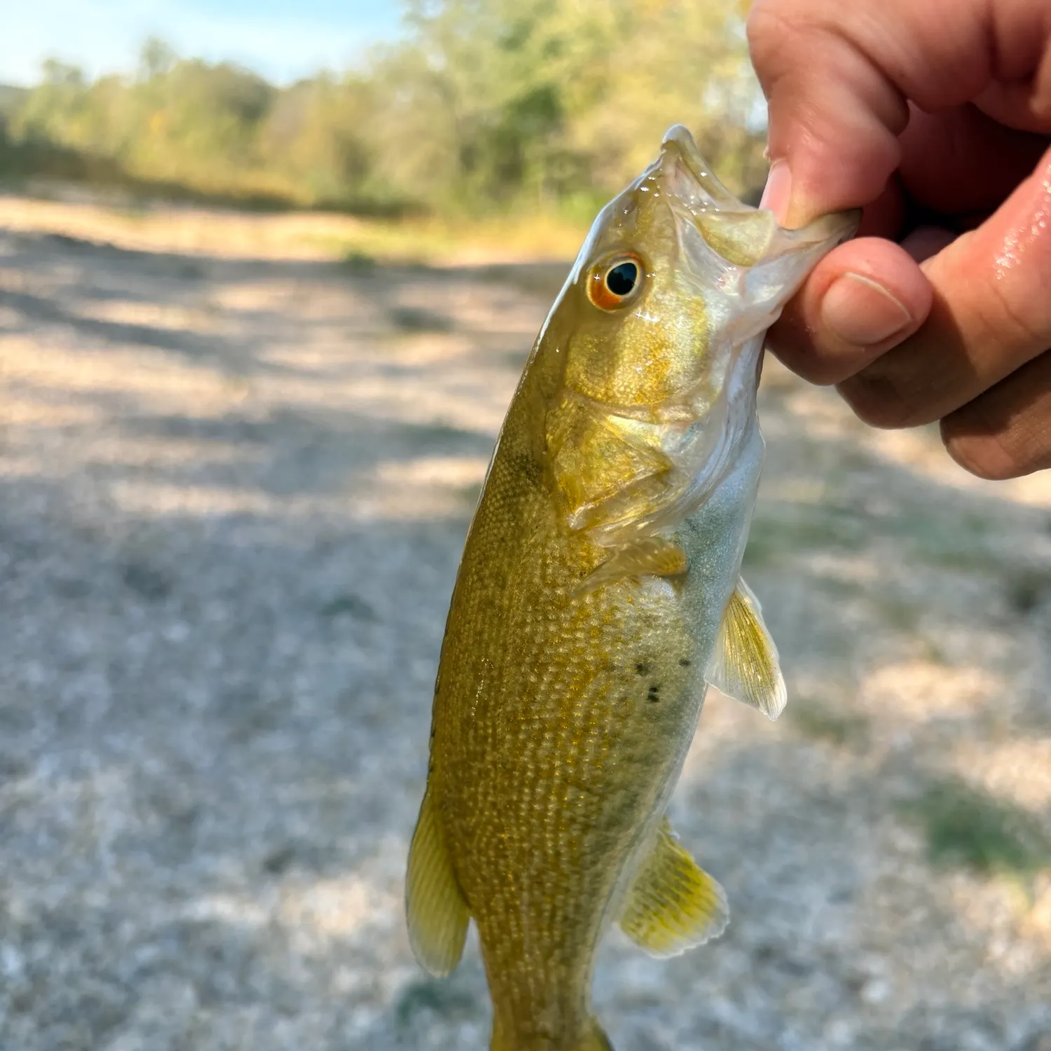 Smallmouth bass caught on Fishbrain