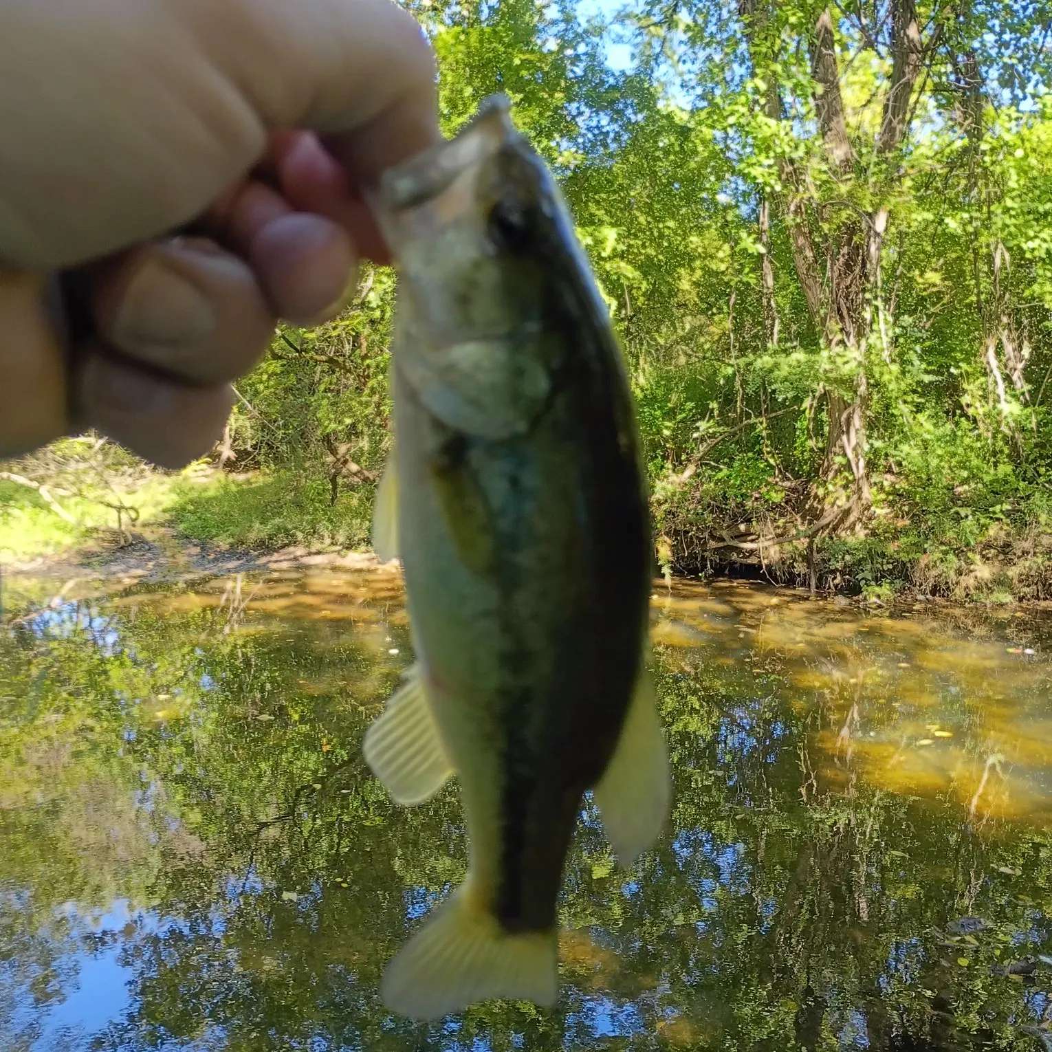 Largemouth bass caught on Fishbrain