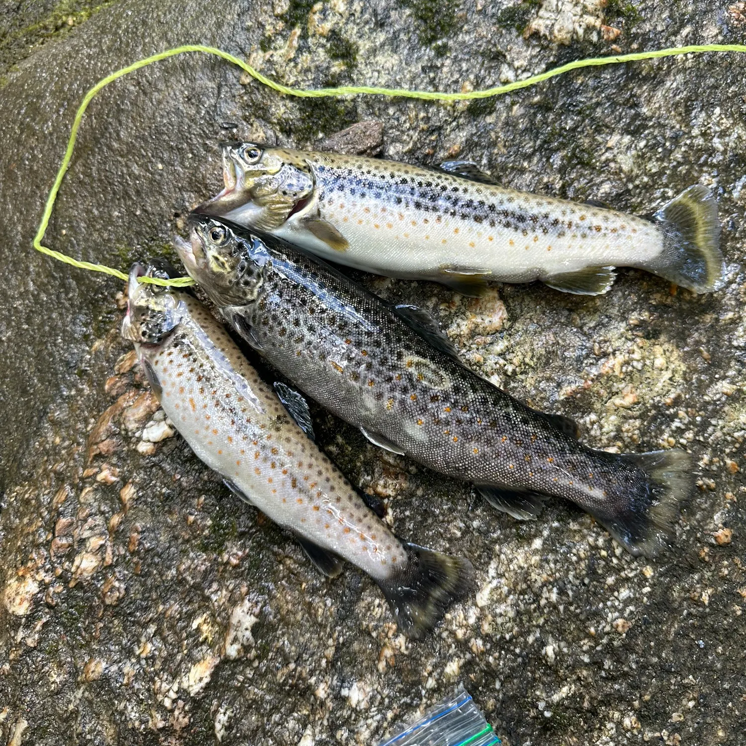 recently logged catches