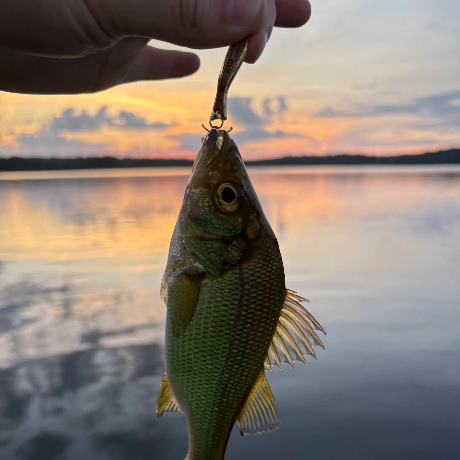 White perch caught on Fishbrain